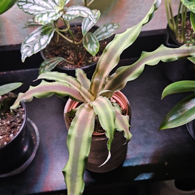 Photo of the plant species Zebra Plant by @SteffyHazPlants named Orwell on Greg, the plant care app