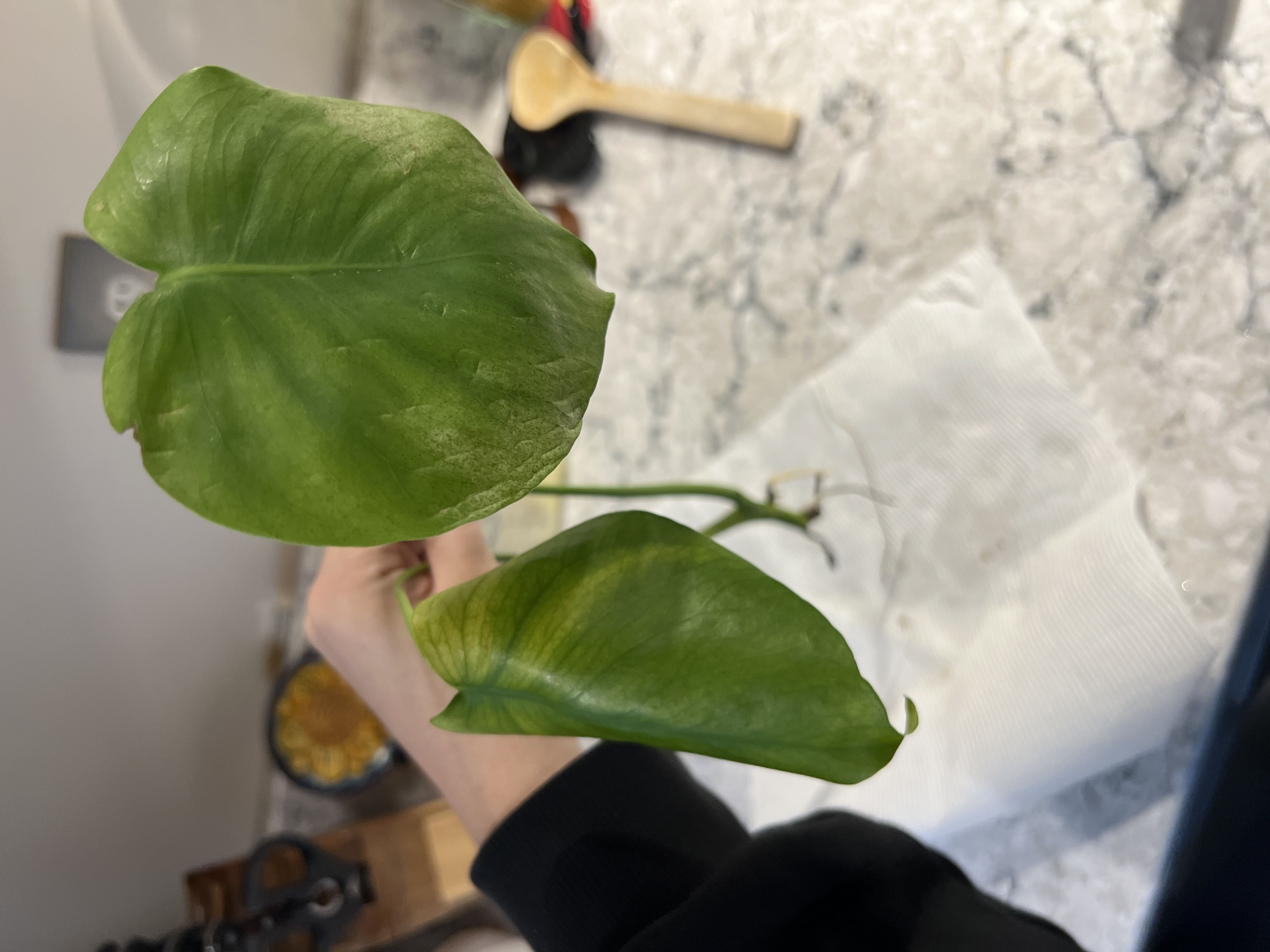 Photo from the post