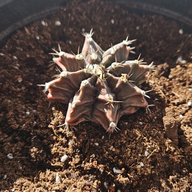 Photo of the plant species Living-Rock by @RefulgentAgave named Peter Parker on Greg, the plant care app