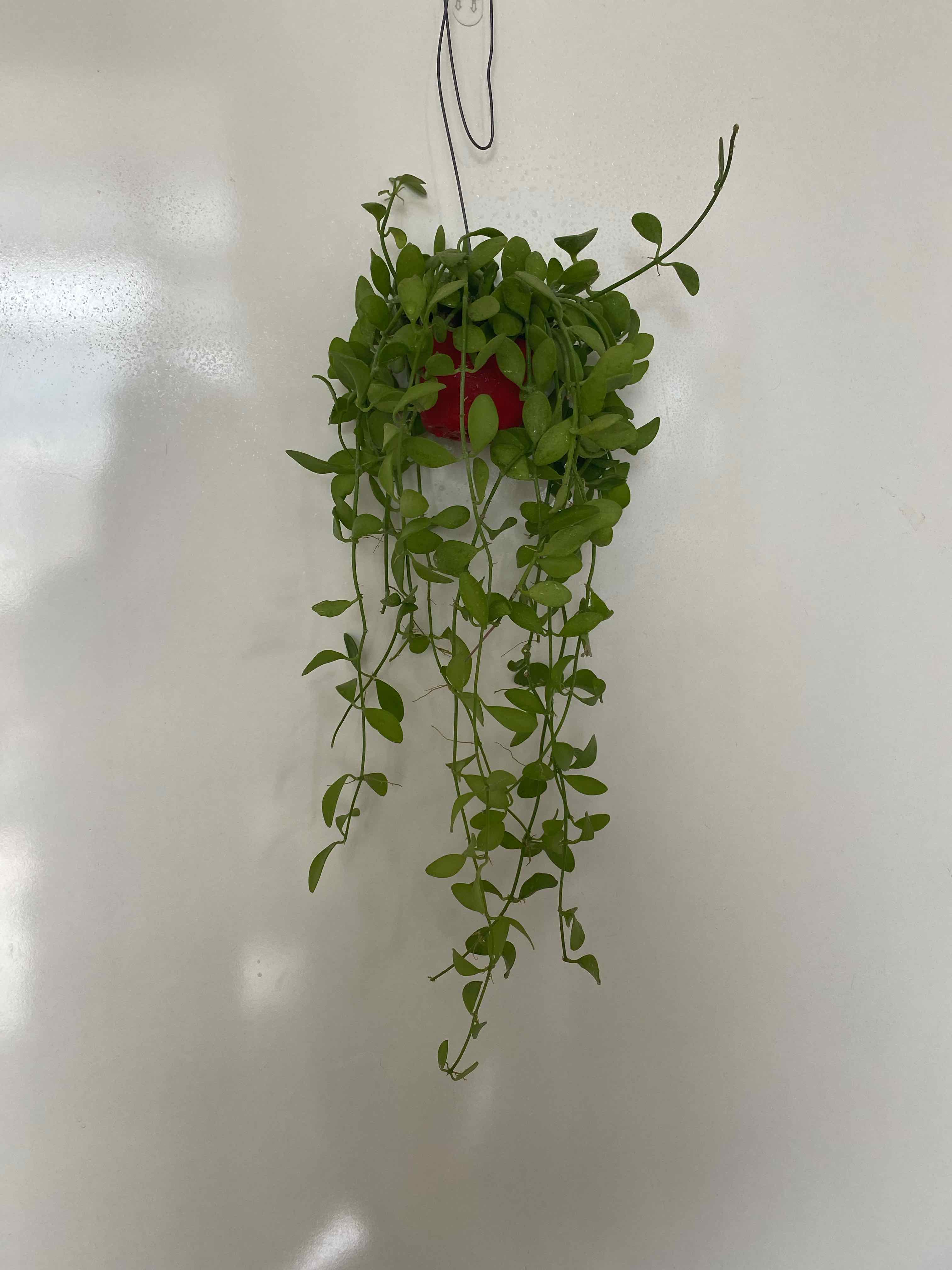 Healthy String of Nickels plant hanging against a white background.