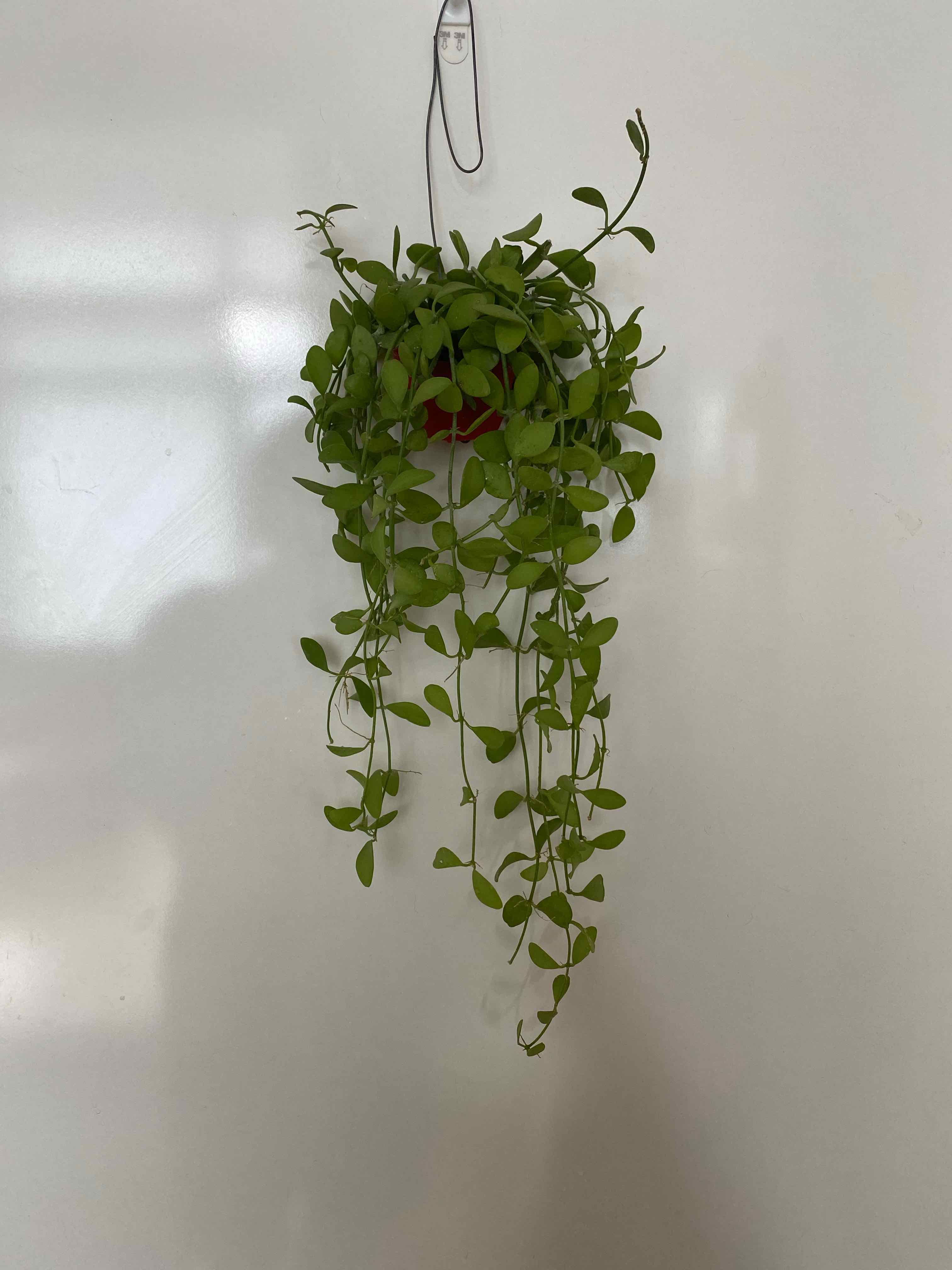 Hanging String of Nickels plant with small, round leaves against a plain background.