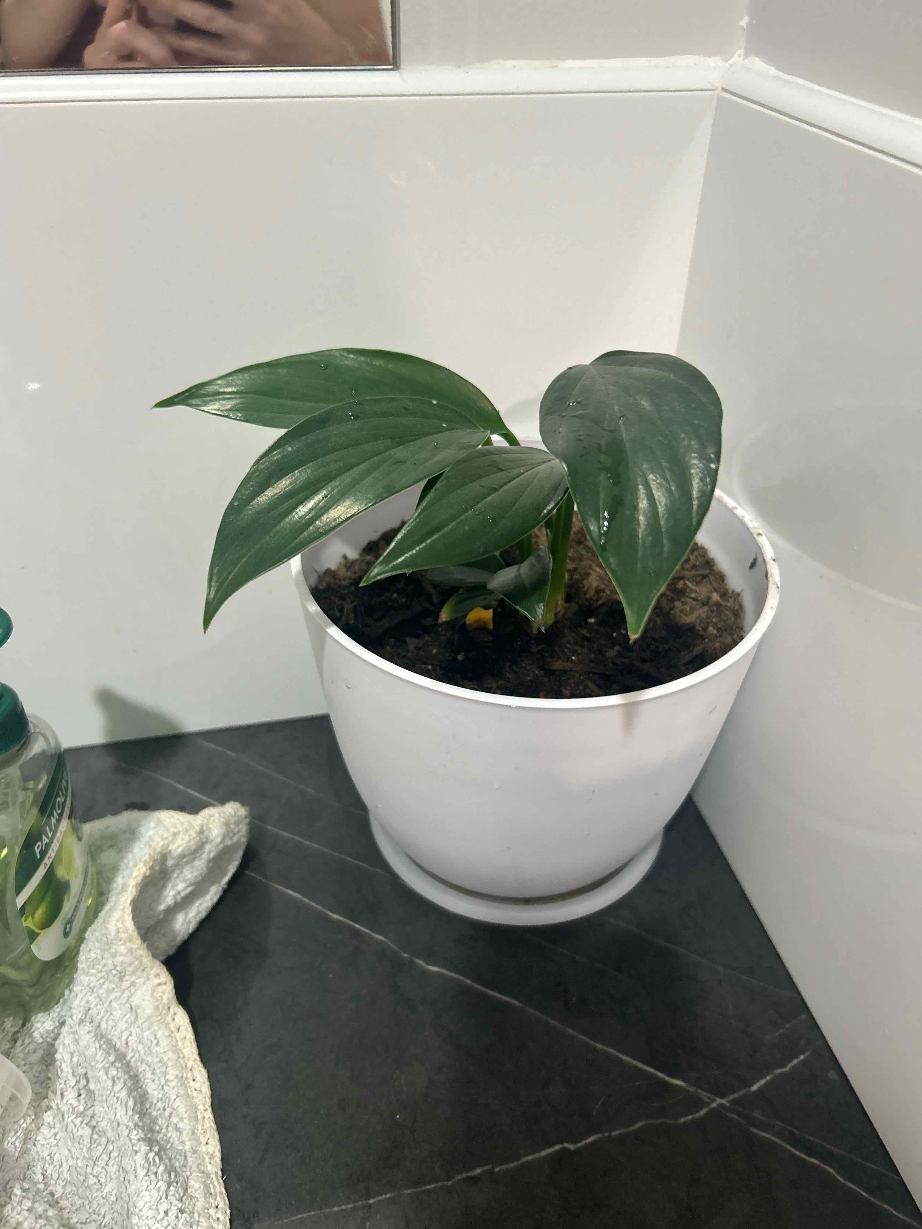 Photo of the plant species dragon tail by Kay named Dragon tail on Greg, the plant care app