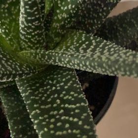 Photo of the plant species Royal Highness by @AvidAloeyucca named Daphne on Greg, the plant care app
