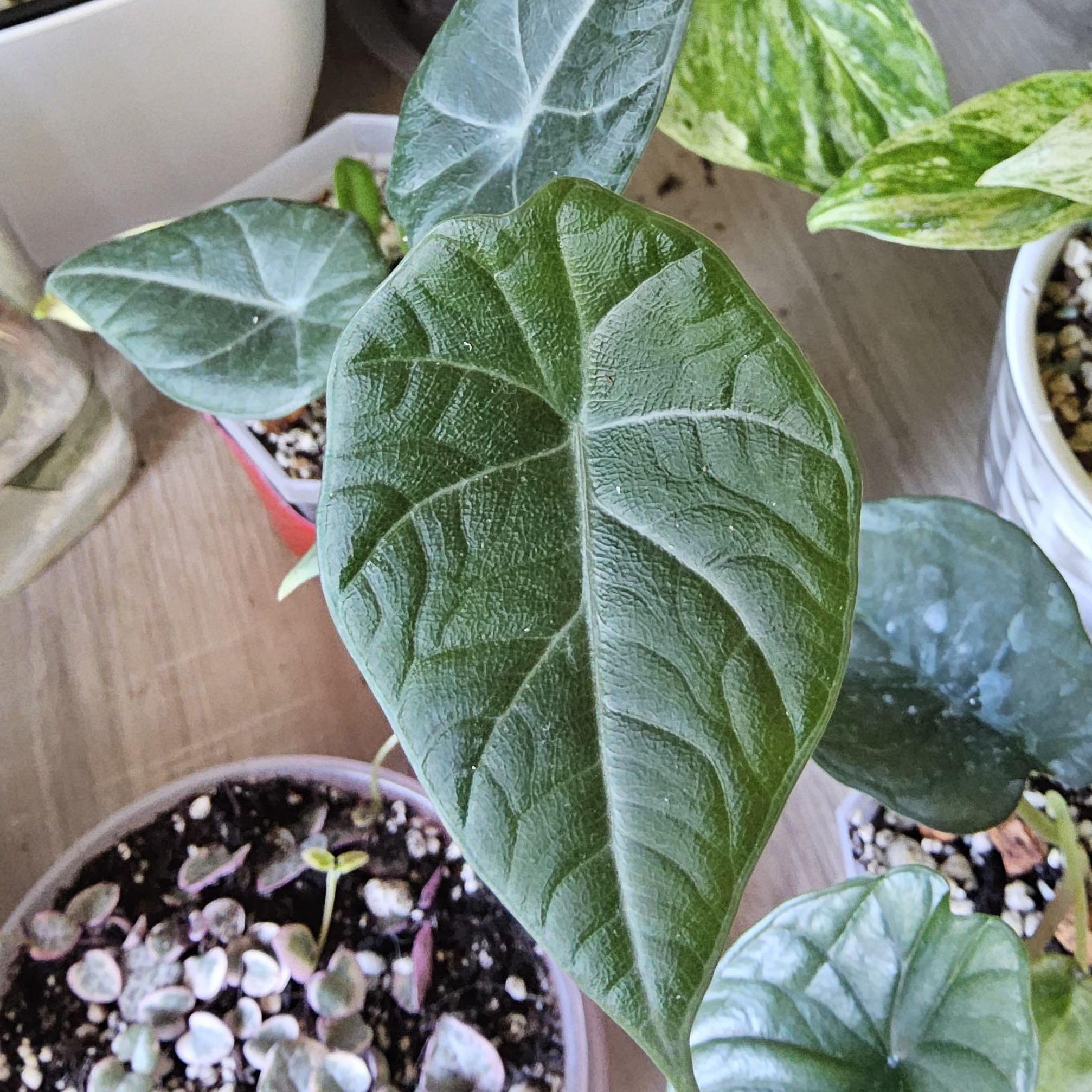 Photo of the plant species Dragon moon by @SavantSunspurge named Madonna on Greg, the plant care app