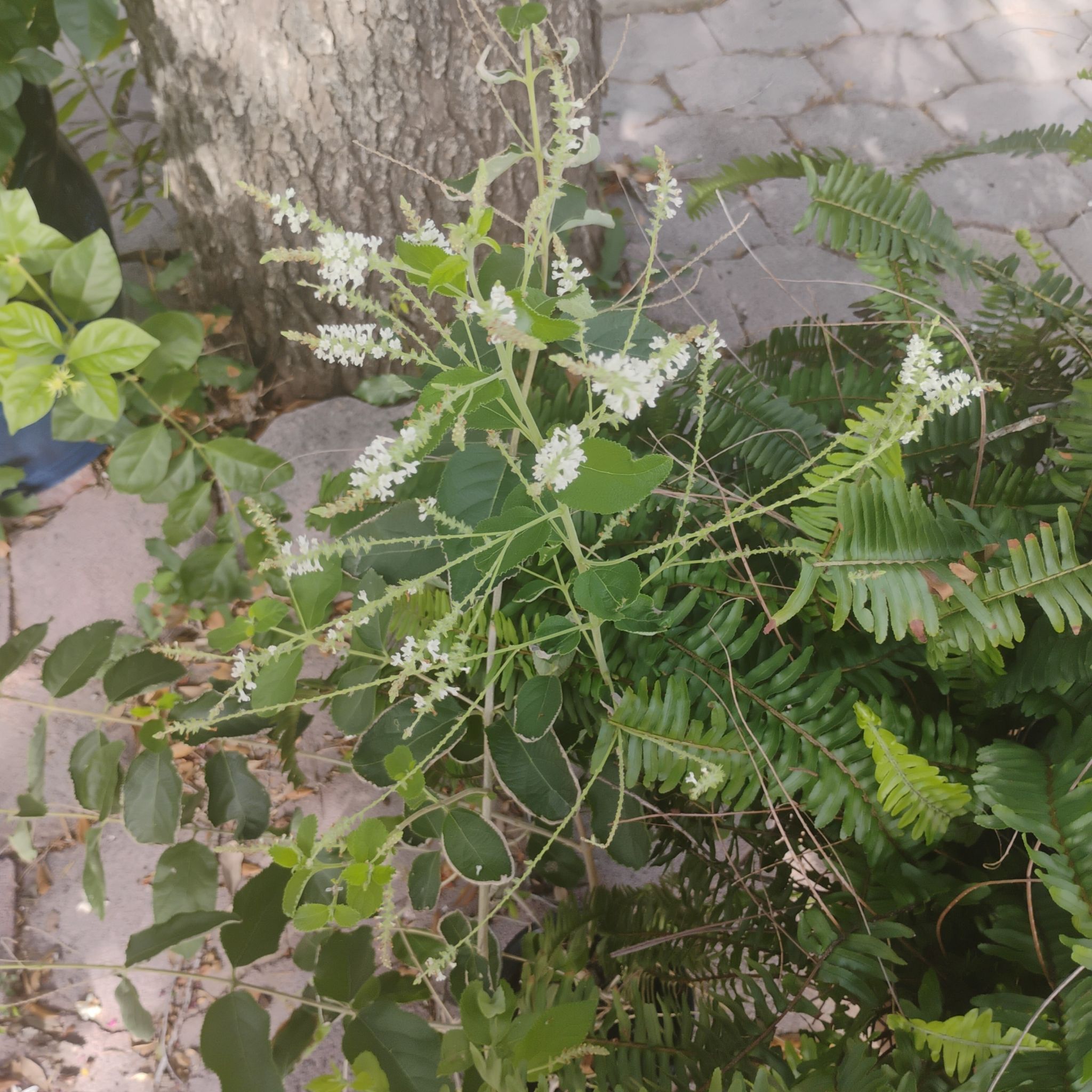 Photo of the plant species Bokhara Clover by @RadStrandsedge named Treeyoncé on Greg, the plant care app
