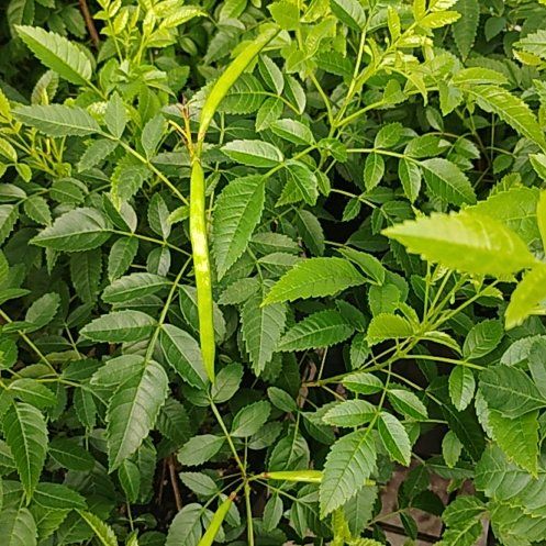 Photo of the plant species Desert Ash by @RadStrandsedge named Peter Parker on Greg, the plant care app