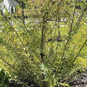 Photo of the plant species Broom by @TopdogChinarose named Michelle Branch on Greg, the plant care app