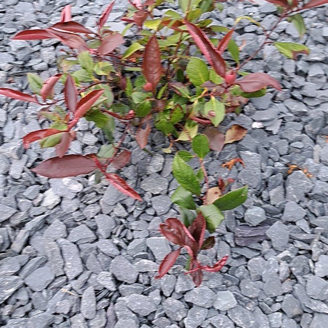 Photo of the plant species Red Robin Photinia by @CalmWildchives named Luna on Greg, the plant care app