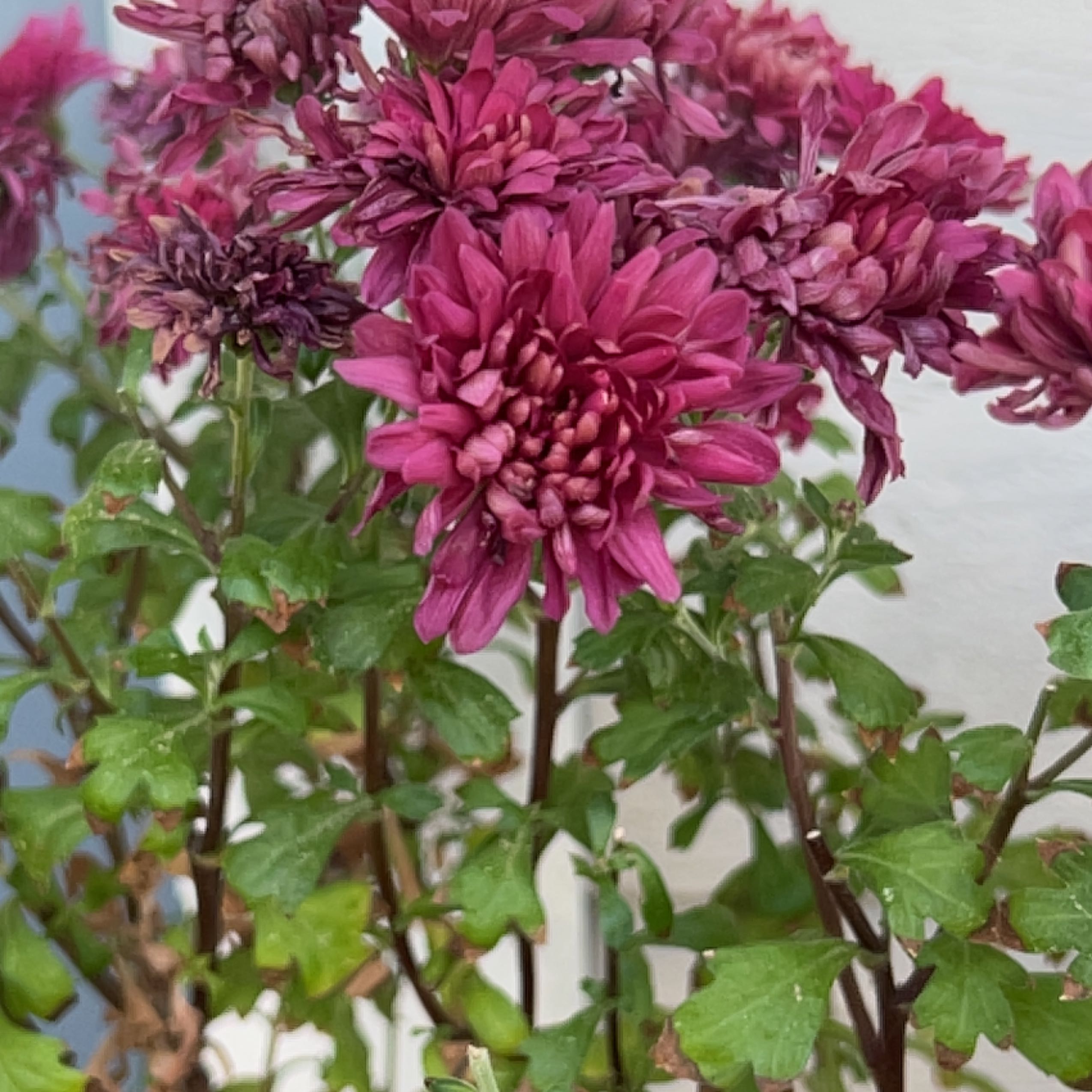 Photo of the plant species Mummenhoffia alliacea by Heather named Robert Plant on Greg, the plant care app
