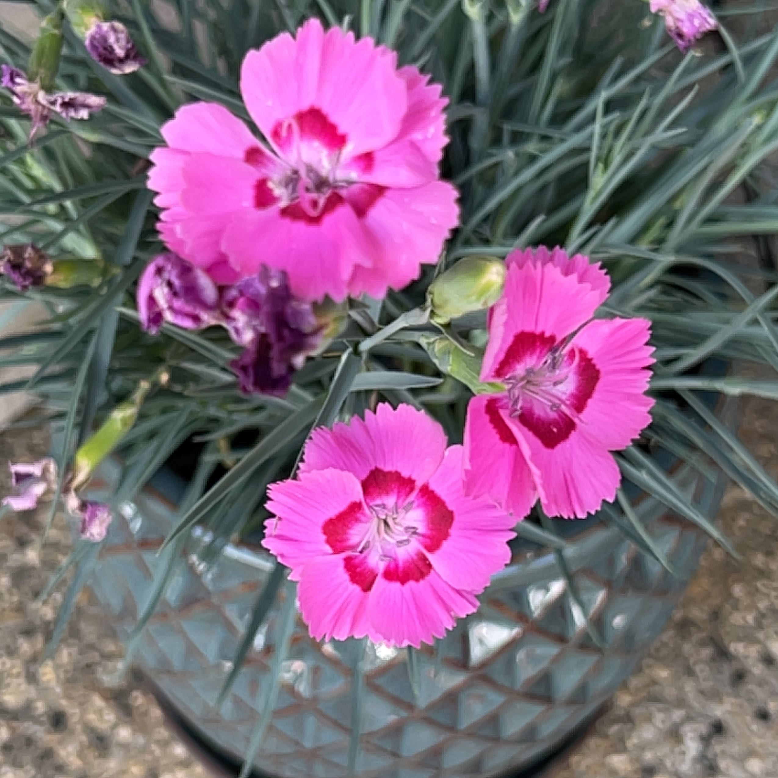 Border Carnation plant with vibrant pink flowers and narrow green leaves in a pot.