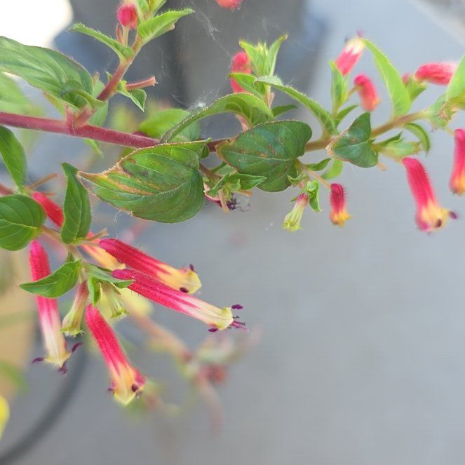 Photo of the plant species California-Fuchsia by @RationalPlanera named Gates on Greg, the plant care app