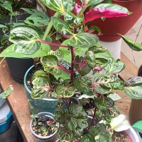 Photo of the plant species Rich Gold Star by @TryVioletcoral named Ronaldo on Greg, the plant care app