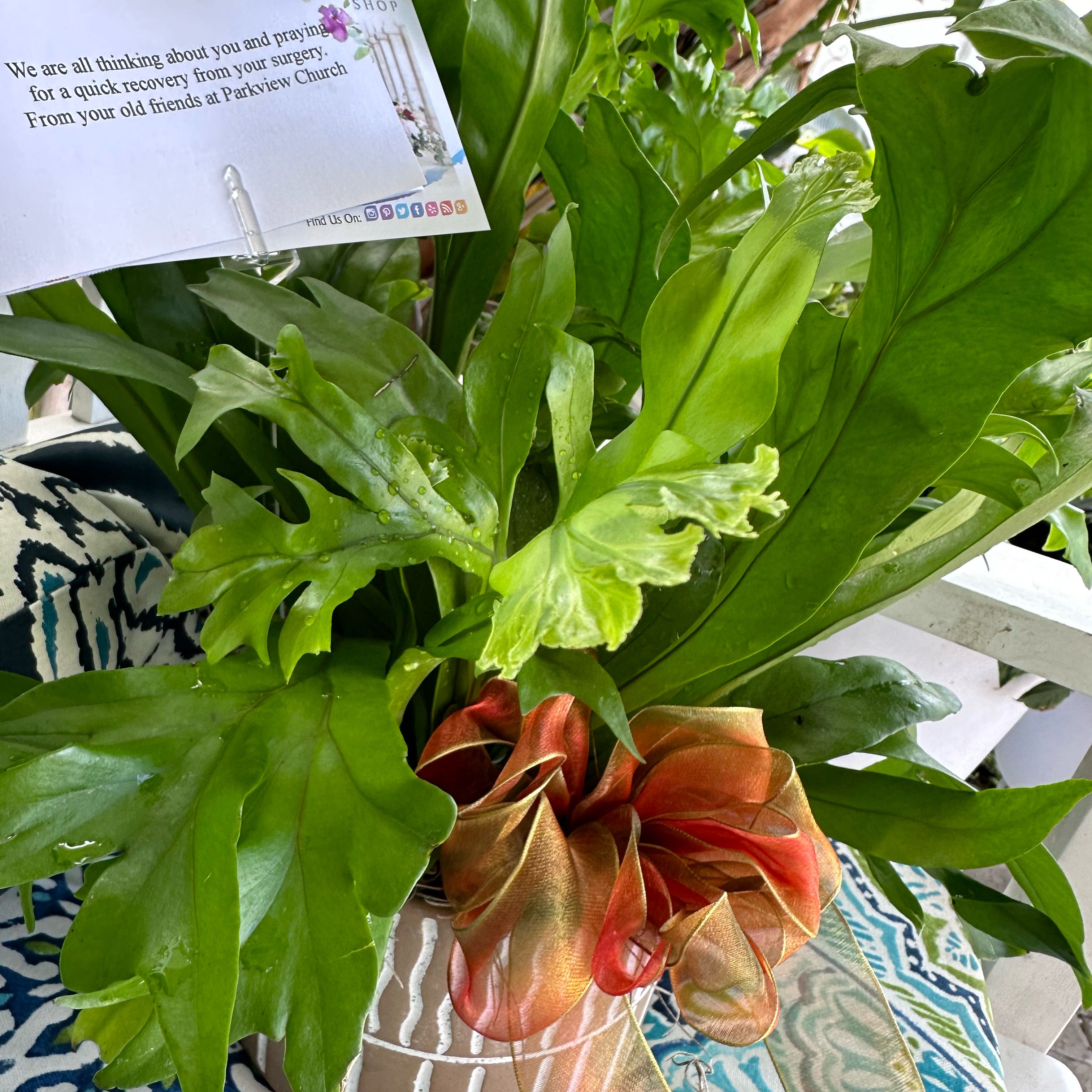Photo of the plant species Fishtail fern by @RegnantTawa named Planty on Greg, the plant care app