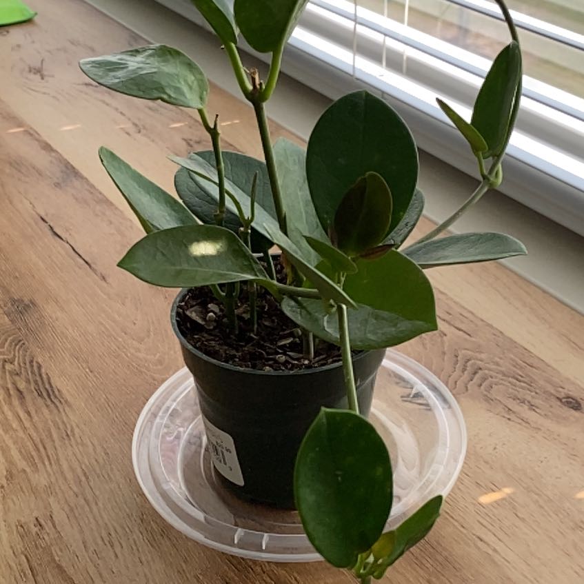 Photo of the plant species Hoya australis 'Bordvare' by @AngelCornflower named Southwest 6 on Greg, the plant care app