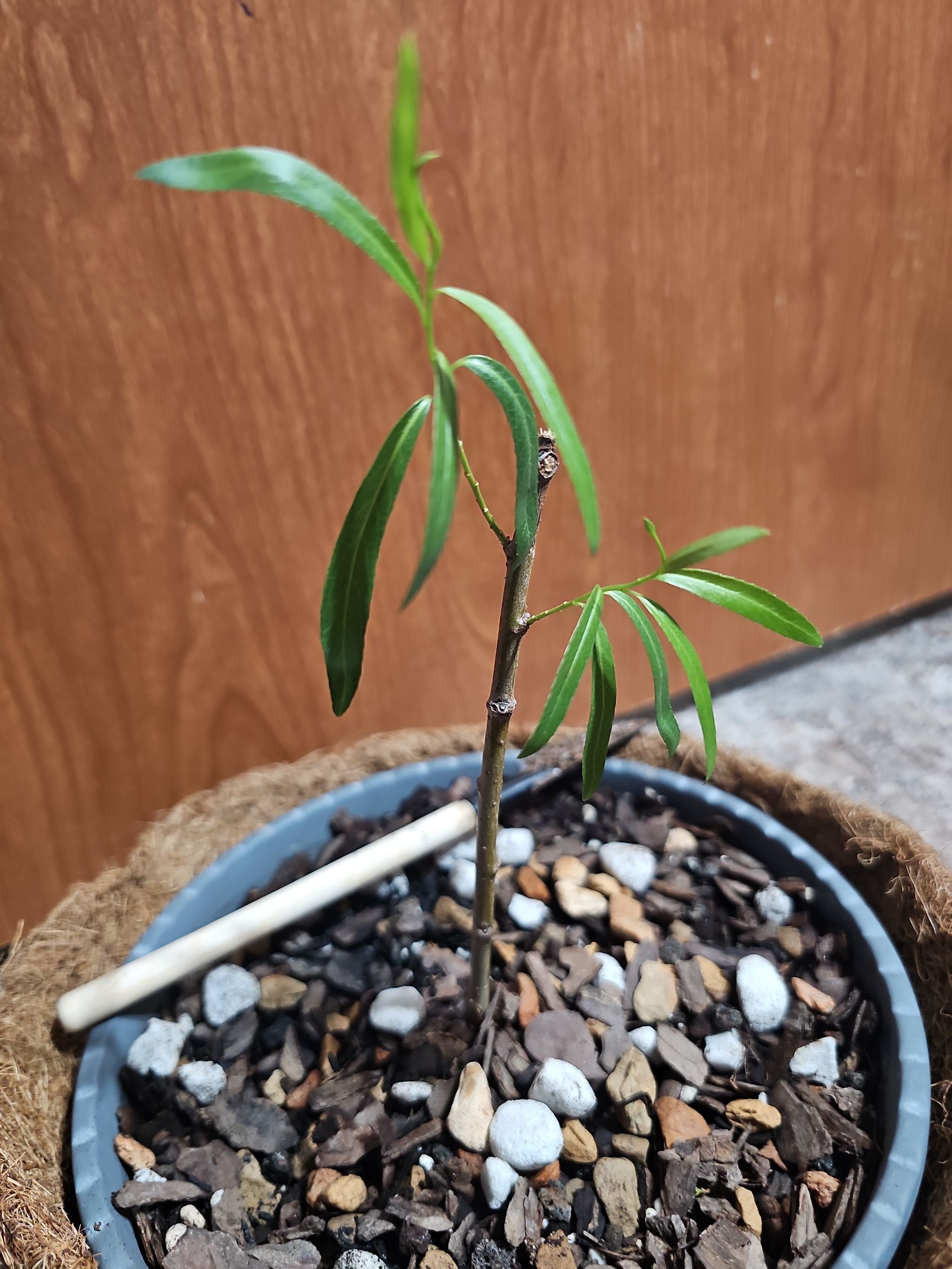 Why Is My Flamingo Willow Dropping Leaves?