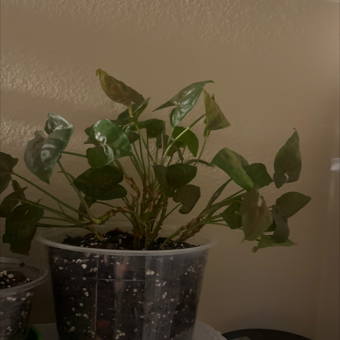 Photo of the plant species maria arrowhead plant by @FancyForkedrush named Austen on Greg, the plant care app