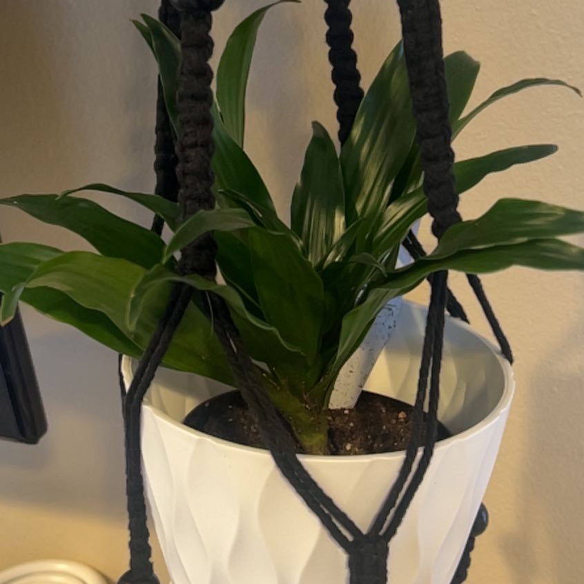 Photo of the plant species Janet Craig Plant by @FancyForkedrush named Orlando Bloom on Greg, the plant care app