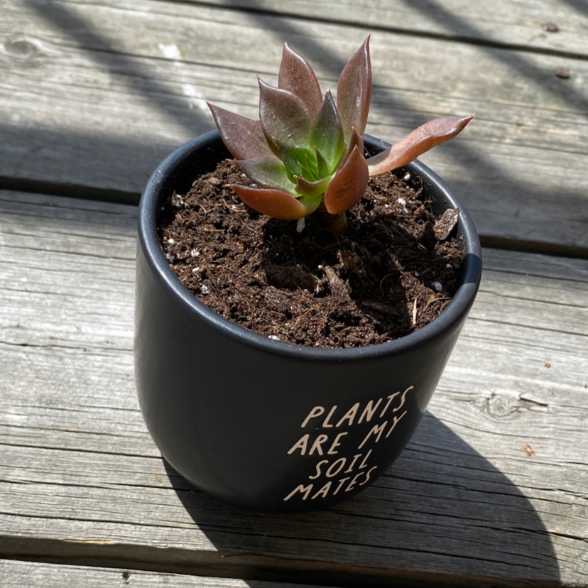 Potted Echeveria 'Black Prince' succulent in a black pot with visible soil.