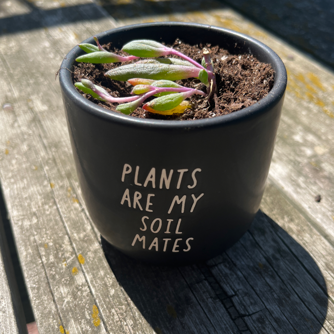 String of Rubies plant in a black pot with text 'PLANTS ARE MY SOIL MATES'.