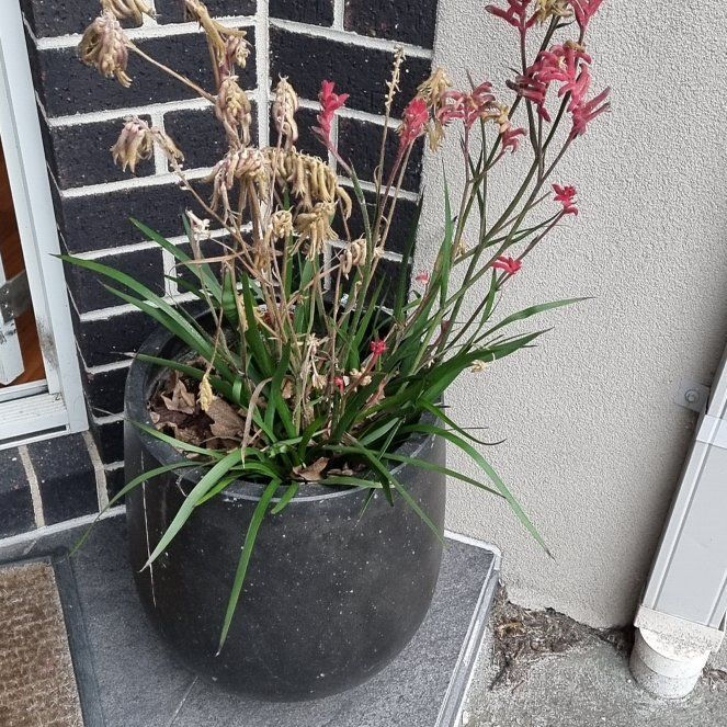 Photo of the plant species Red Kangaroo Paw by @AbleFoxtailpine named Kangaroo paw on Greg, the plant care app