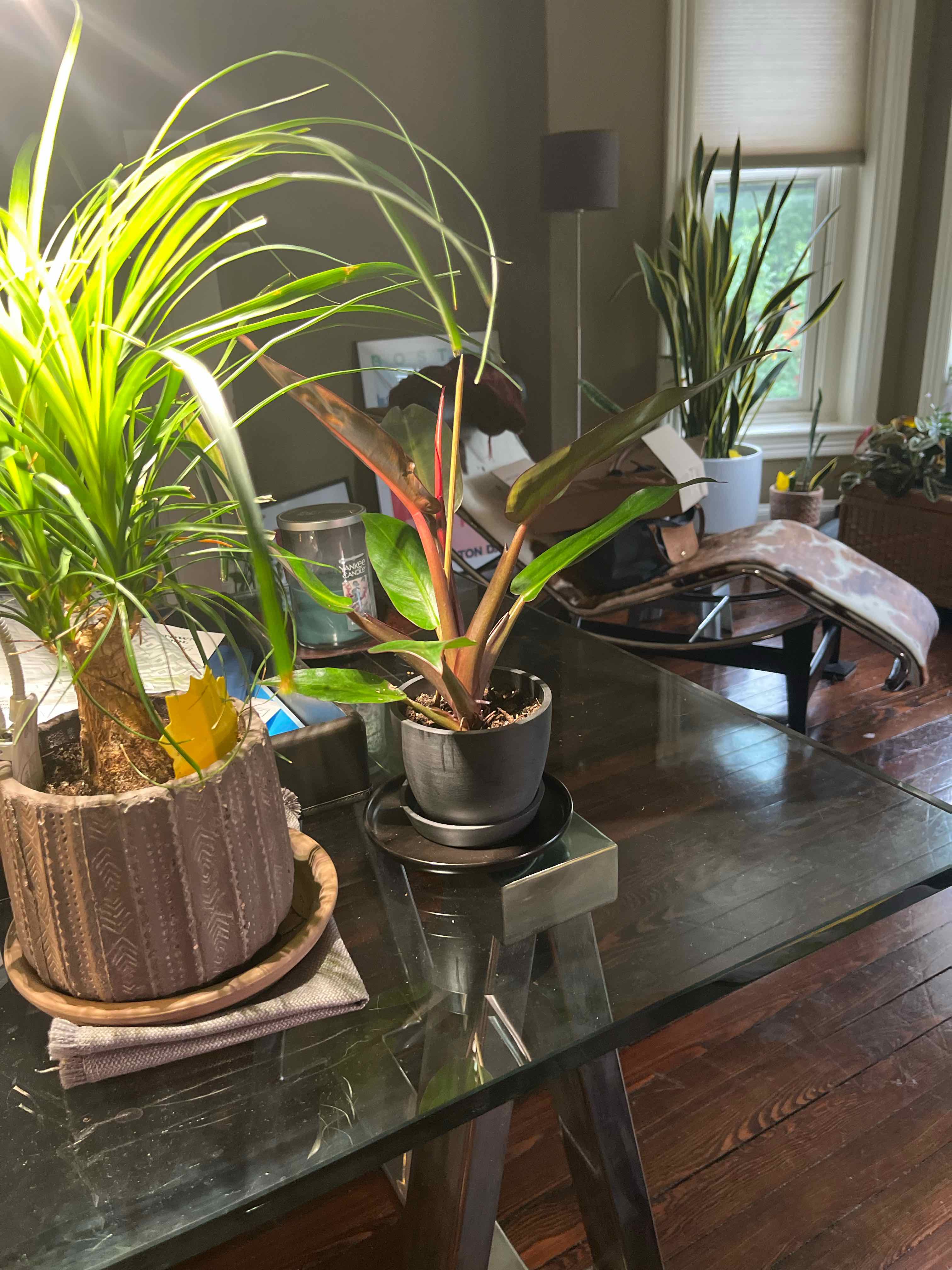 Photo of the plant species Philodendron Prince of Red by @LoriB named Salmon Rushdie on Greg, the plant care app