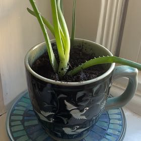 Photo of the plant species Hedgehog Aloe by @LoriB named John Griesemier on Greg, the plant care app