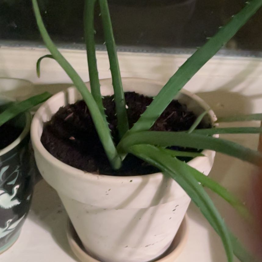 Photo of the plant species Hedgehog Aloe by @LoriB named Lucy Maud Montgomery on Greg, the plant care app