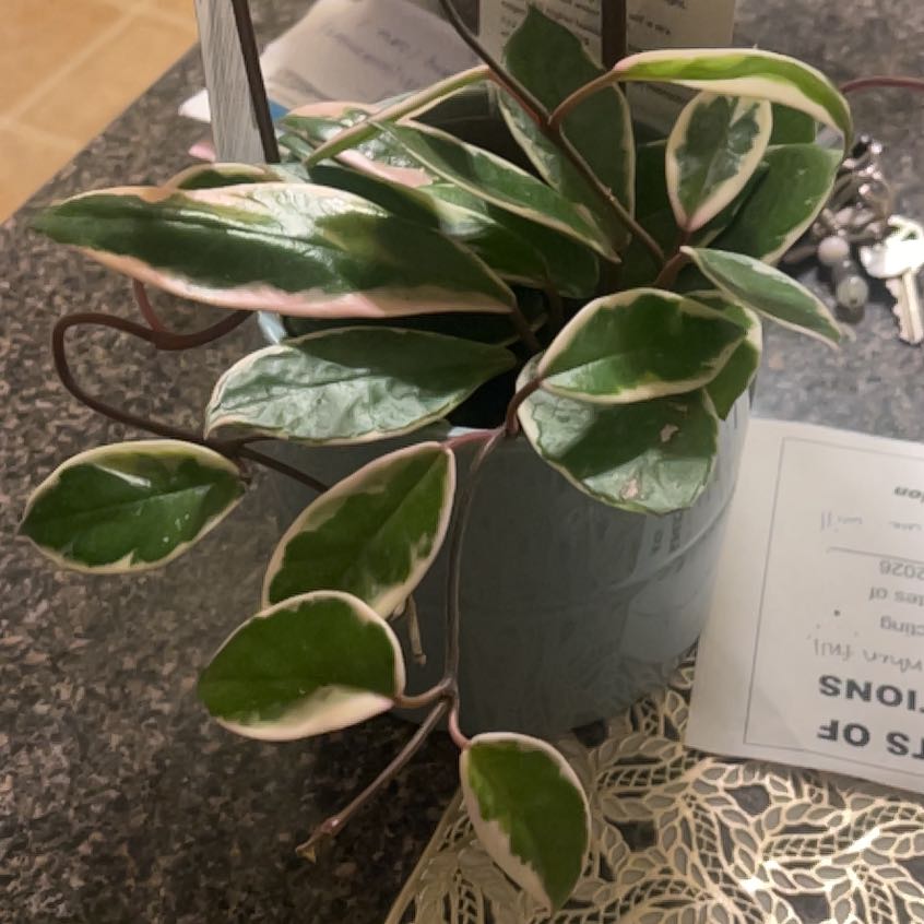 Photo of the plant species Hoya 'Shining Sea Star' by @FineTamarack named Cascada on Greg, the plant care app