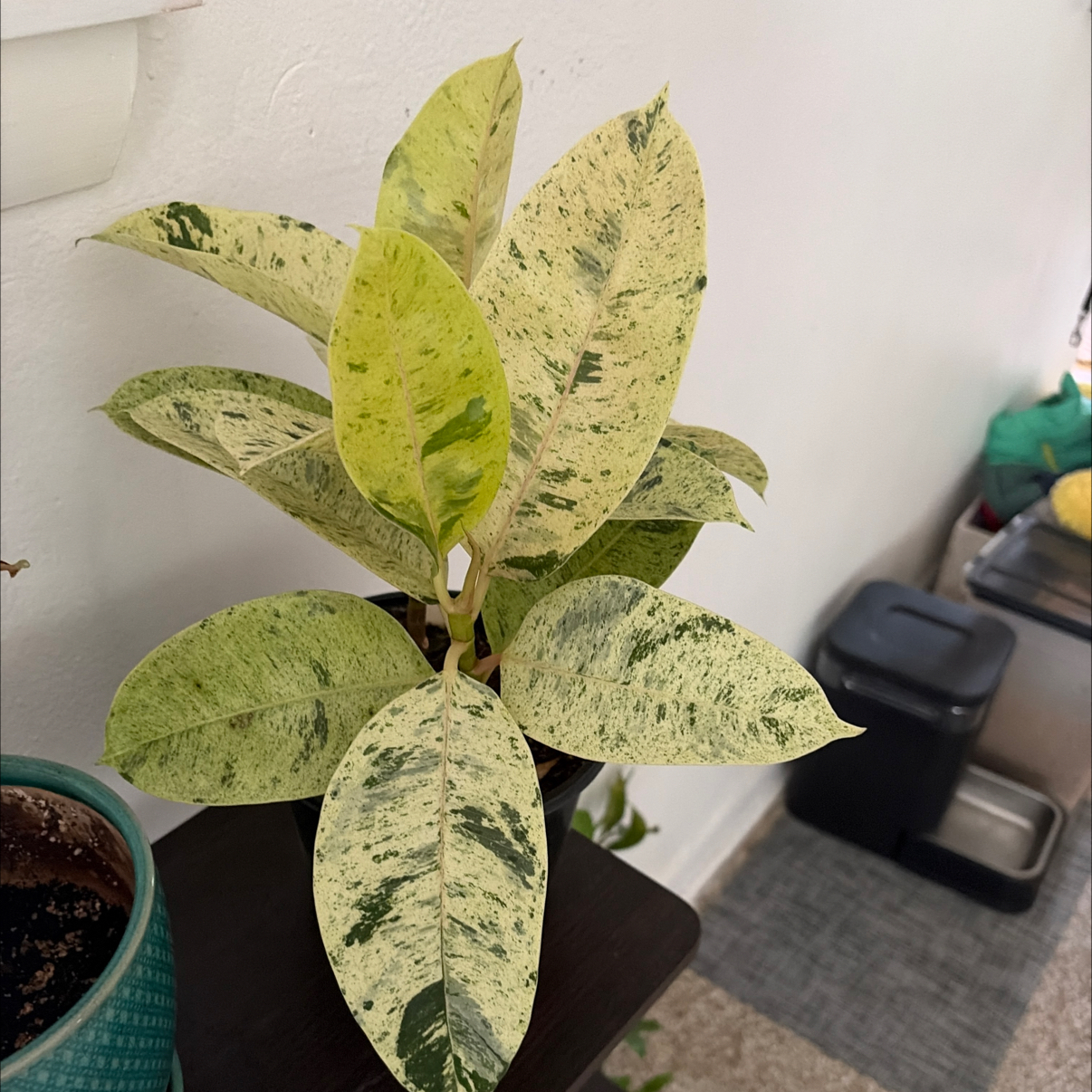 Photo of the plant species Ficus Moonshine by @SugarLaceflower named Marley on Greg, the plant care app