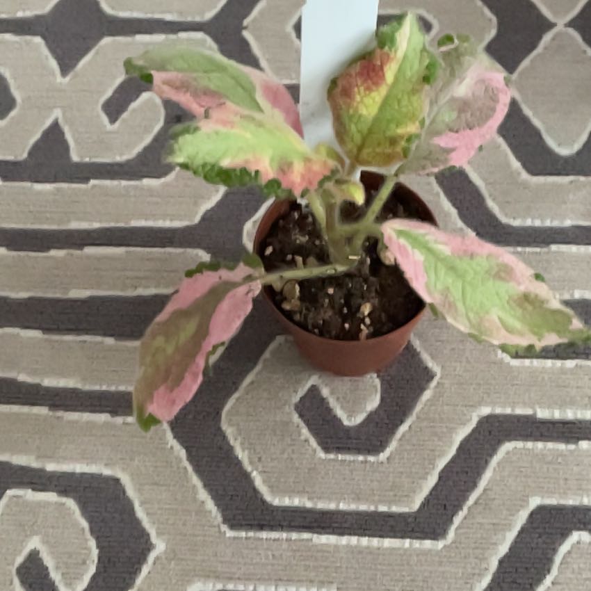 Photo of the plant species Episcia 'Pink Dreams' by @SugarLaceflower named Cleopatra on Greg, the plant care app
