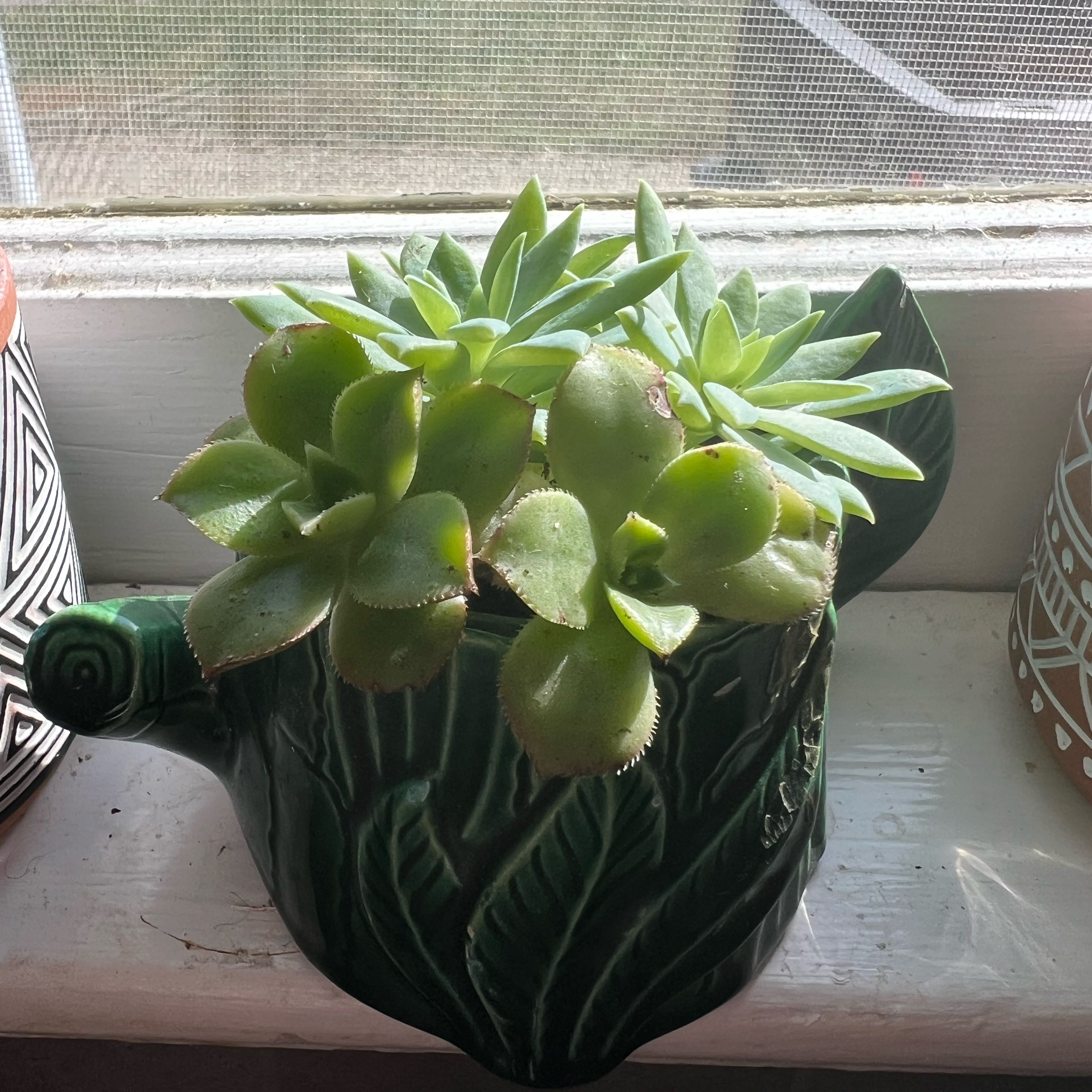 Photo of the plant species Mexican Snowball Echeveria by @ProGoldenpenda named Rosa on Greg, the plant care app