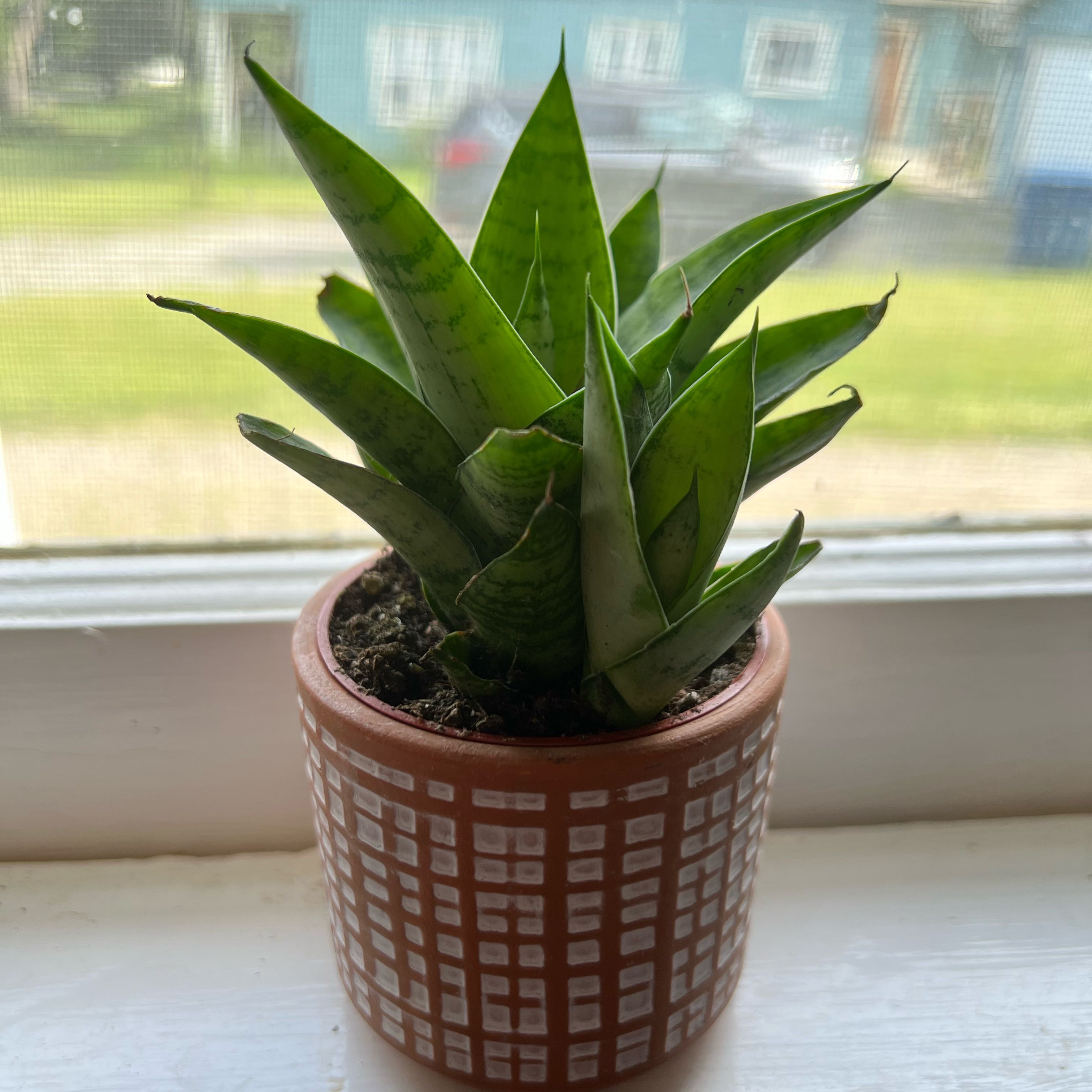 Photo of the plant species Tough Lady by @ProGoldenpenda named Sir Plancelot on Greg, the plant care app