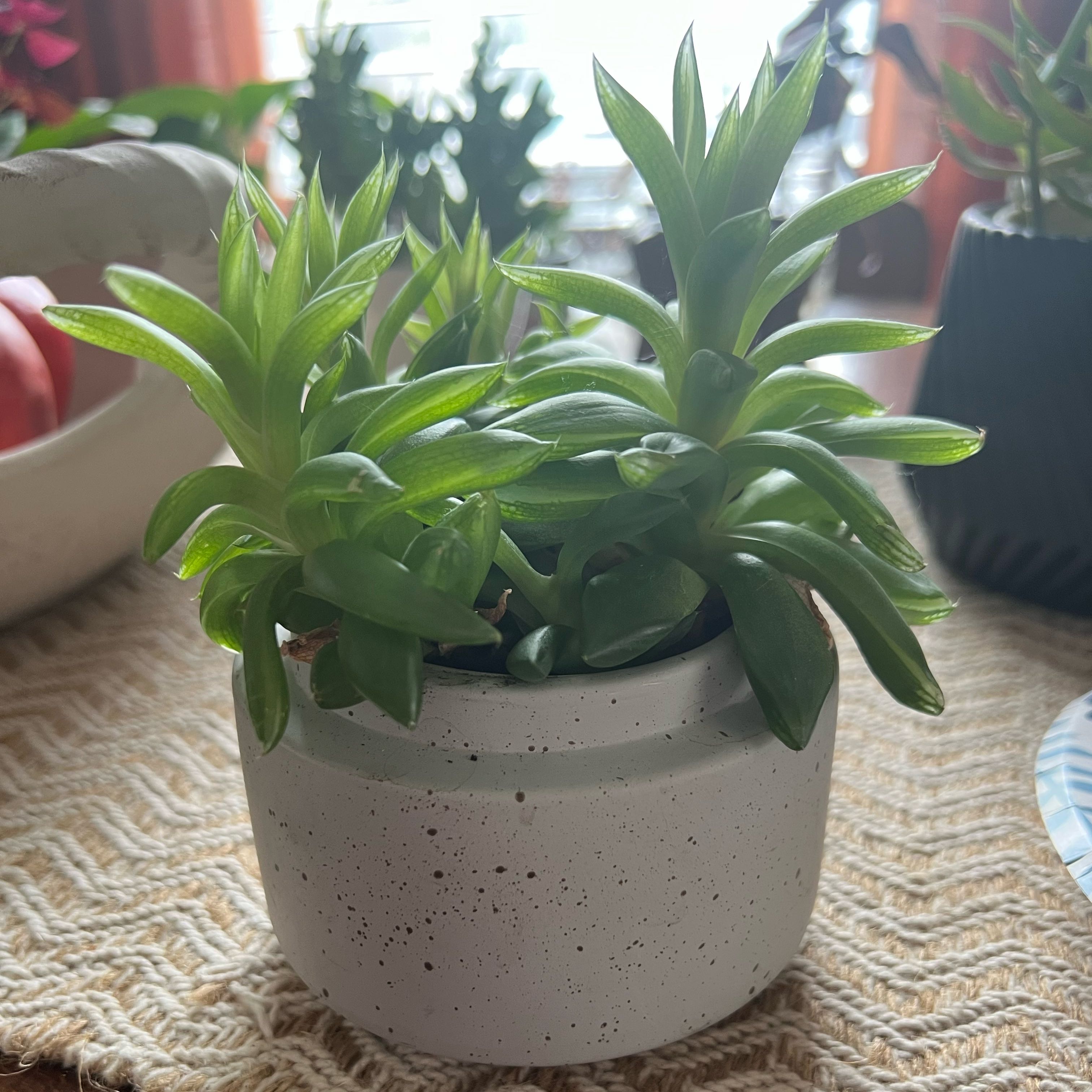Photo of the plant species Haworthia 'Obtusa' by @ProGoldenpenda named Beyonce on Greg, the plant care app