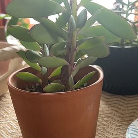 Photo of the plant species Vertical Leaf Senecio by @ProGoldenpenda named Curie on Greg, the plant care app