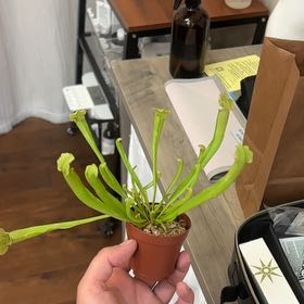Captain Plant-it