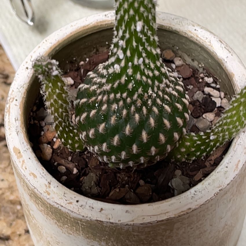 Photo of the plant species Yavi Cactus by @CalmingCowbane named Piña on Greg, the plant care app