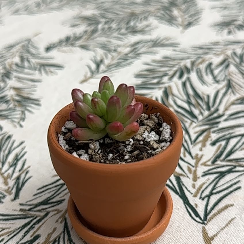 Photo of the plant species Aurora Pink Jelly Bean by @CalmingCowbane named Valentines on Greg, the plant care app
