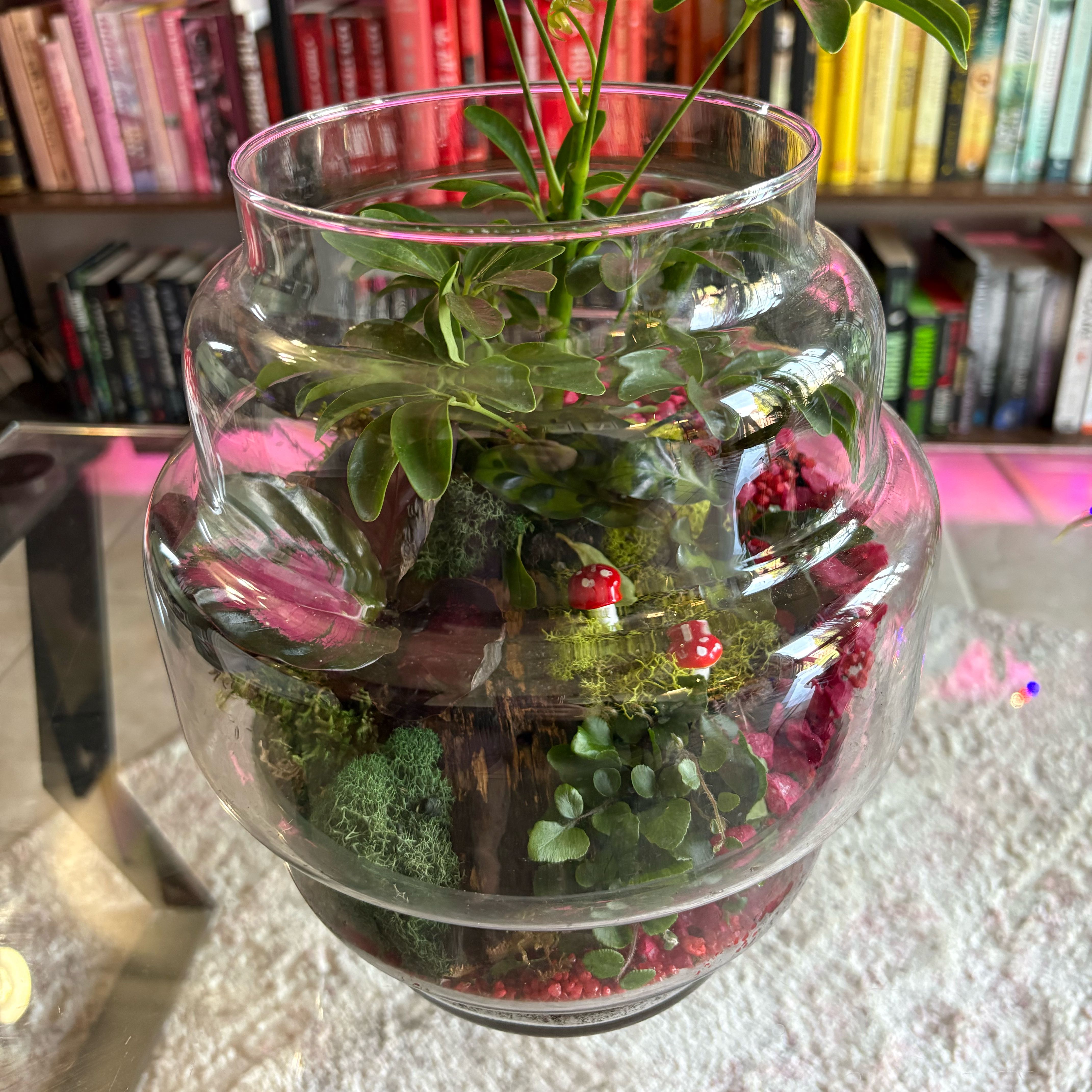 Photo of the plant species Terrarium by @Jellybean573 named Faerie Forest on Greg, the plant care app