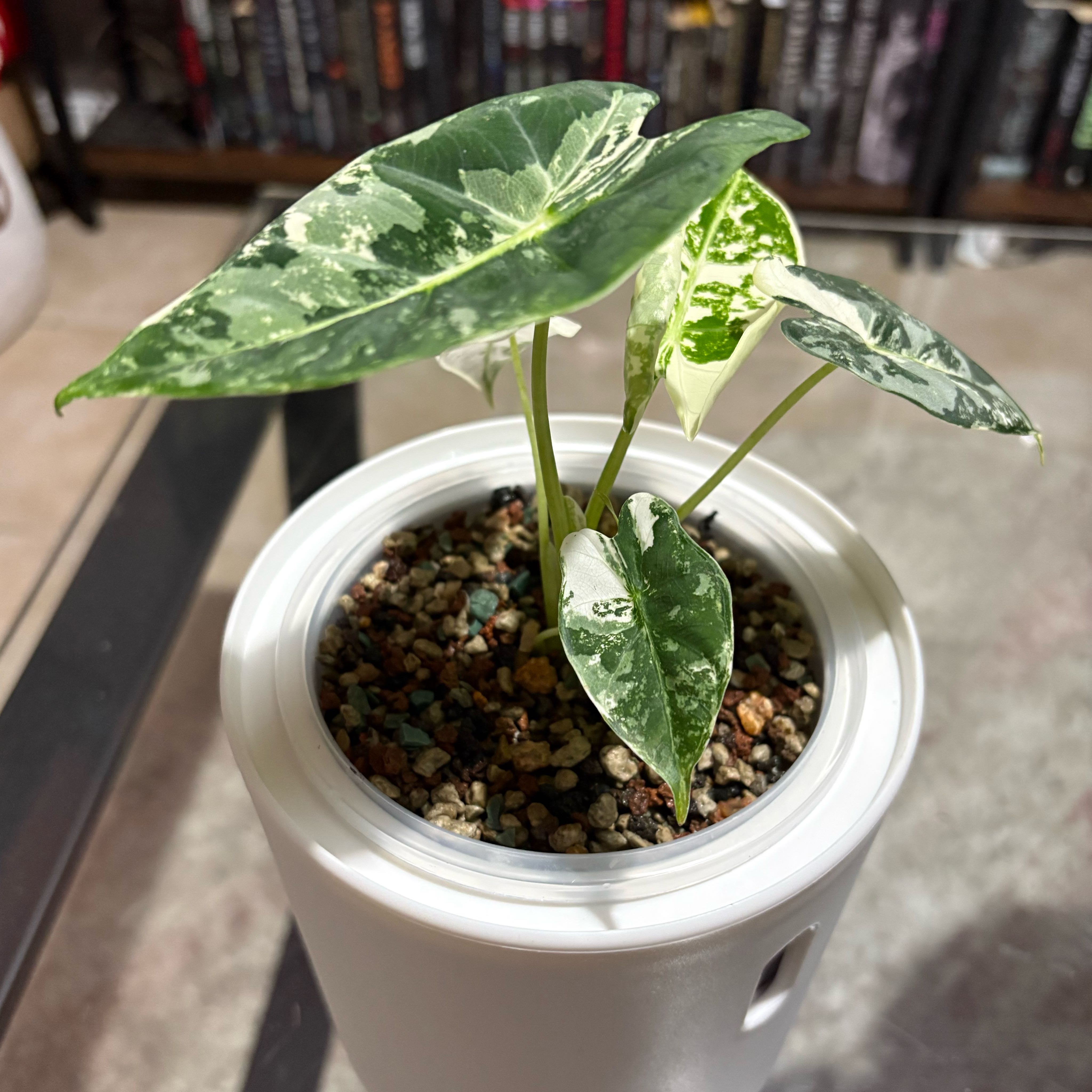 Photo of the plant species Alocasia Variagated by @Jellybean573 named Wall-E on Greg, the plant care app