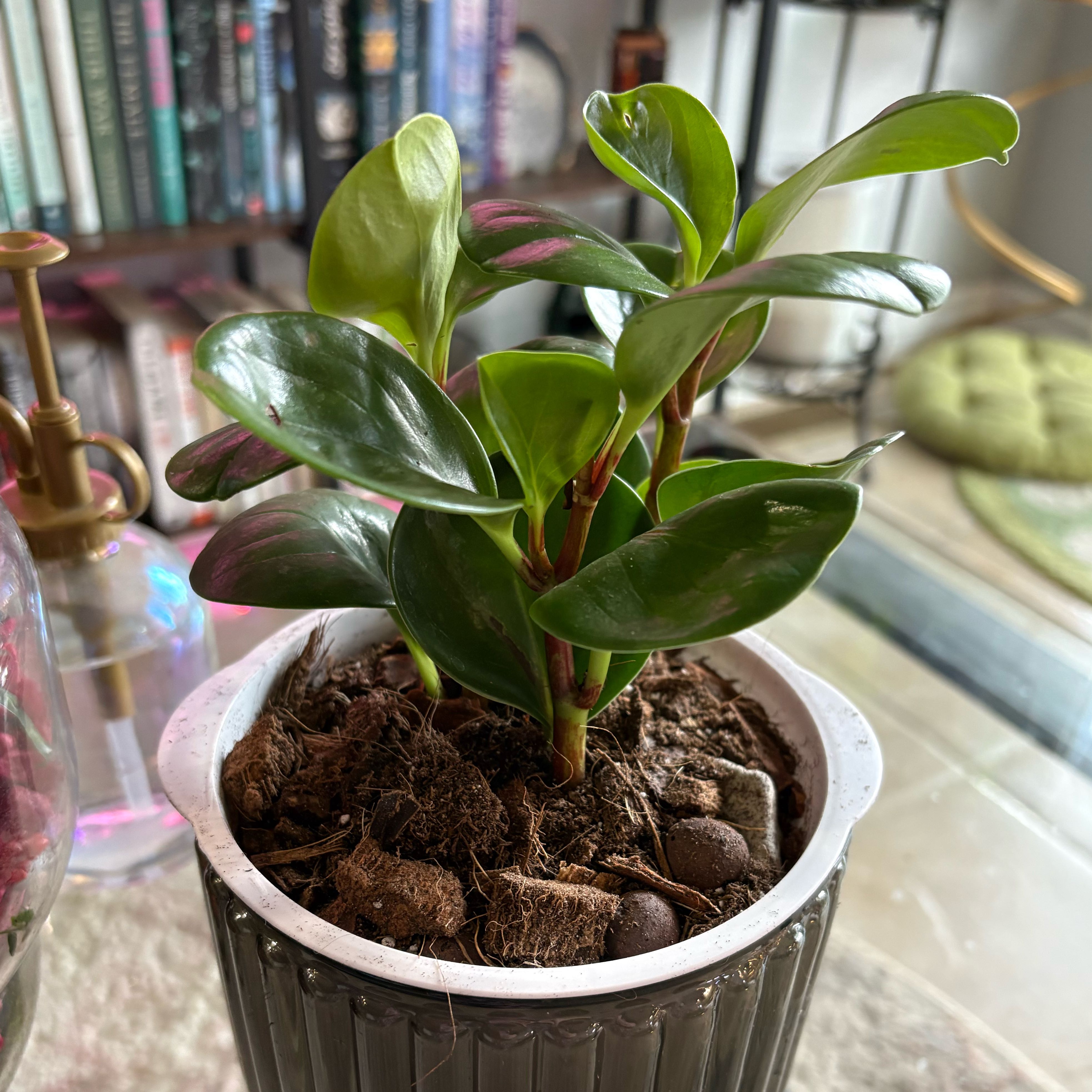 Photo of the plant species green peperomia by @Jellybean573 named James Dean on Greg, the plant care app
