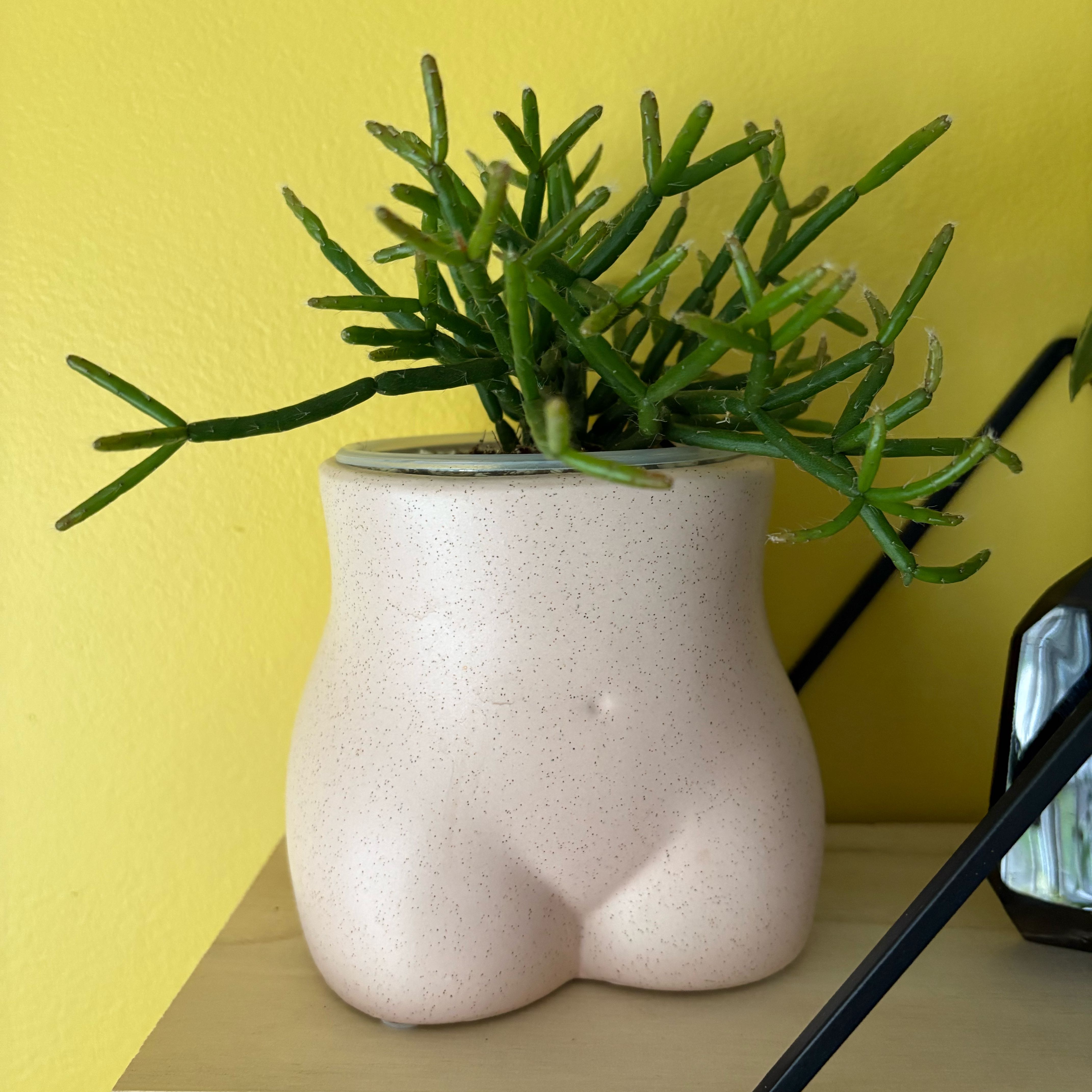Photo of the plant species Coral Cactus by @Jellybean573 named String Bean on Greg, the plant care app