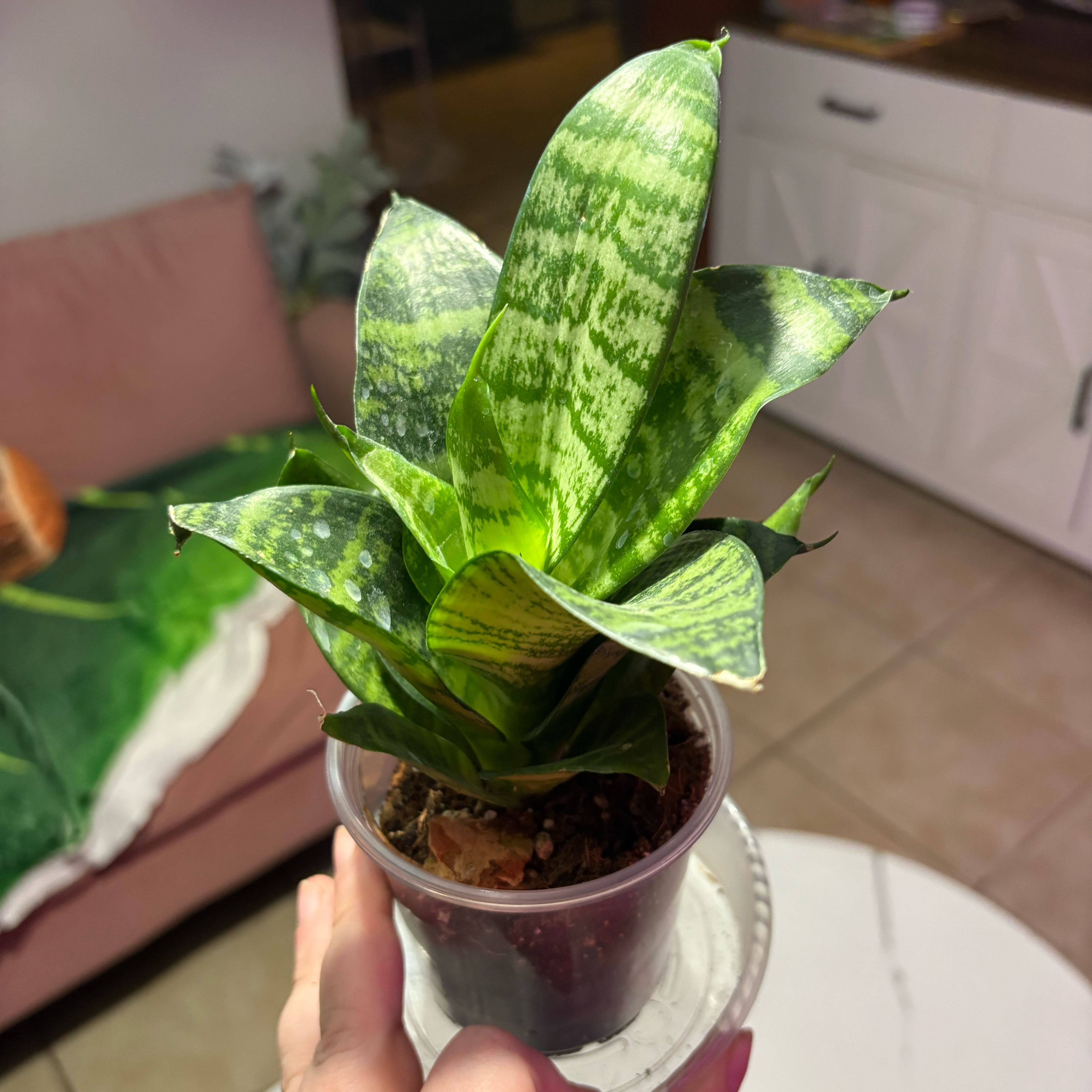 Photo of the plant species Forest Star by @Jellybean573 named Naomi on Greg, the plant care app