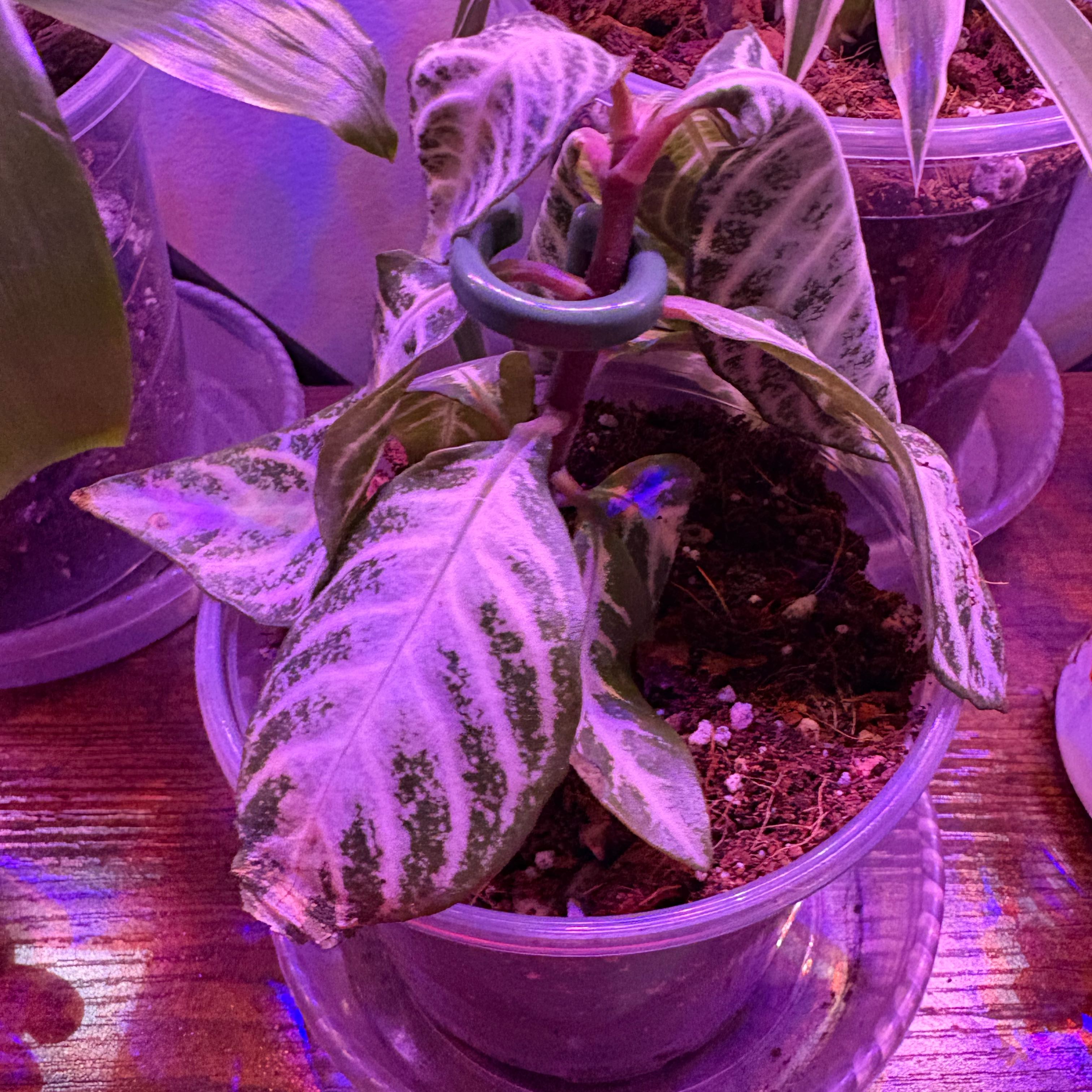 Photo of the plant species Aphelandra 'Snow White' by @Jellybean573 named Michelle Branch on Greg, the plant care app