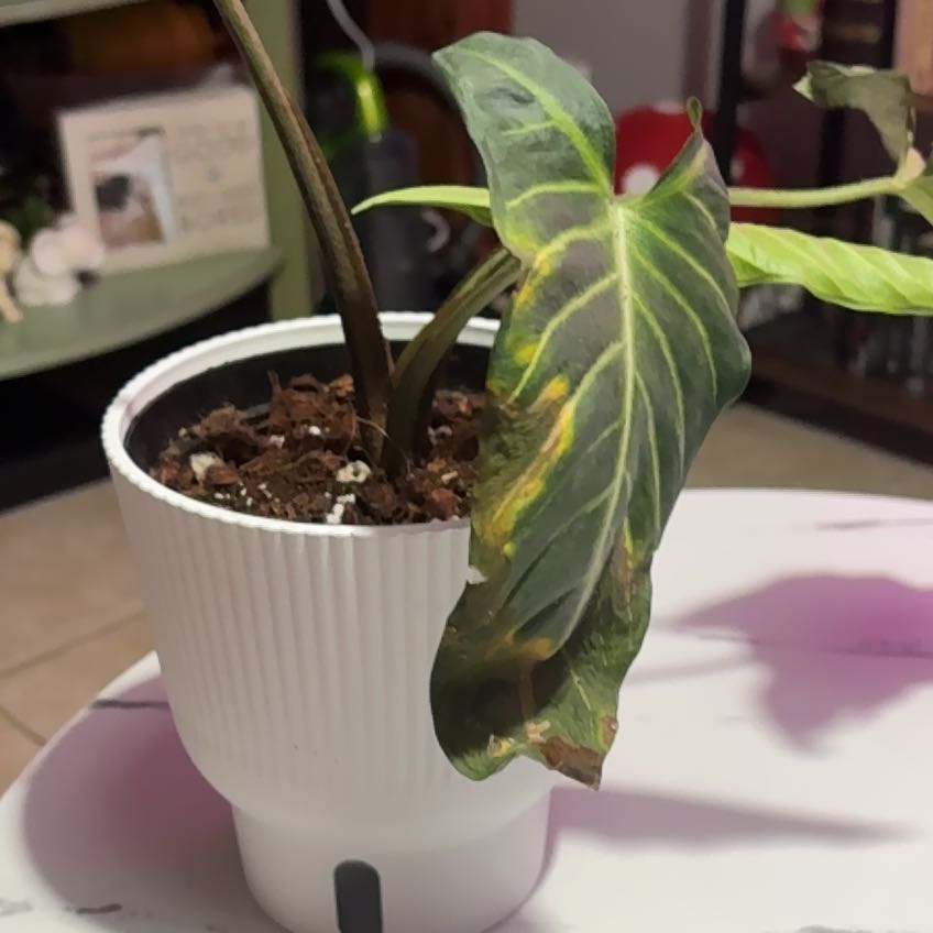Photo of the plant species Caladium Iindenii by @Jellybean573 named Remington on Greg, the plant care app