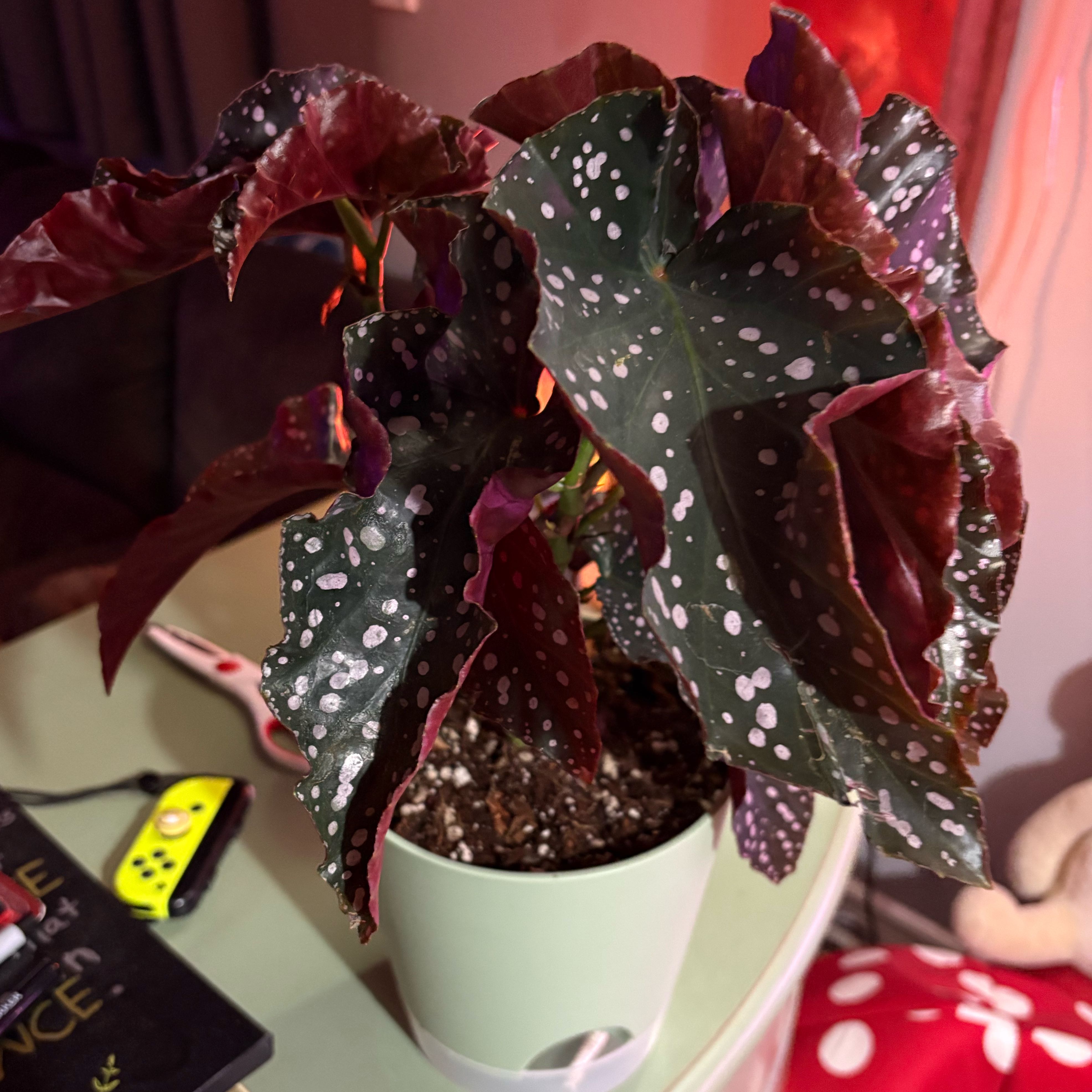 Photo of the plant species Begonia Cracklin Rosie by @Jellybean573 named The Notorious B.I.G.(onia) on Greg, the plant care app