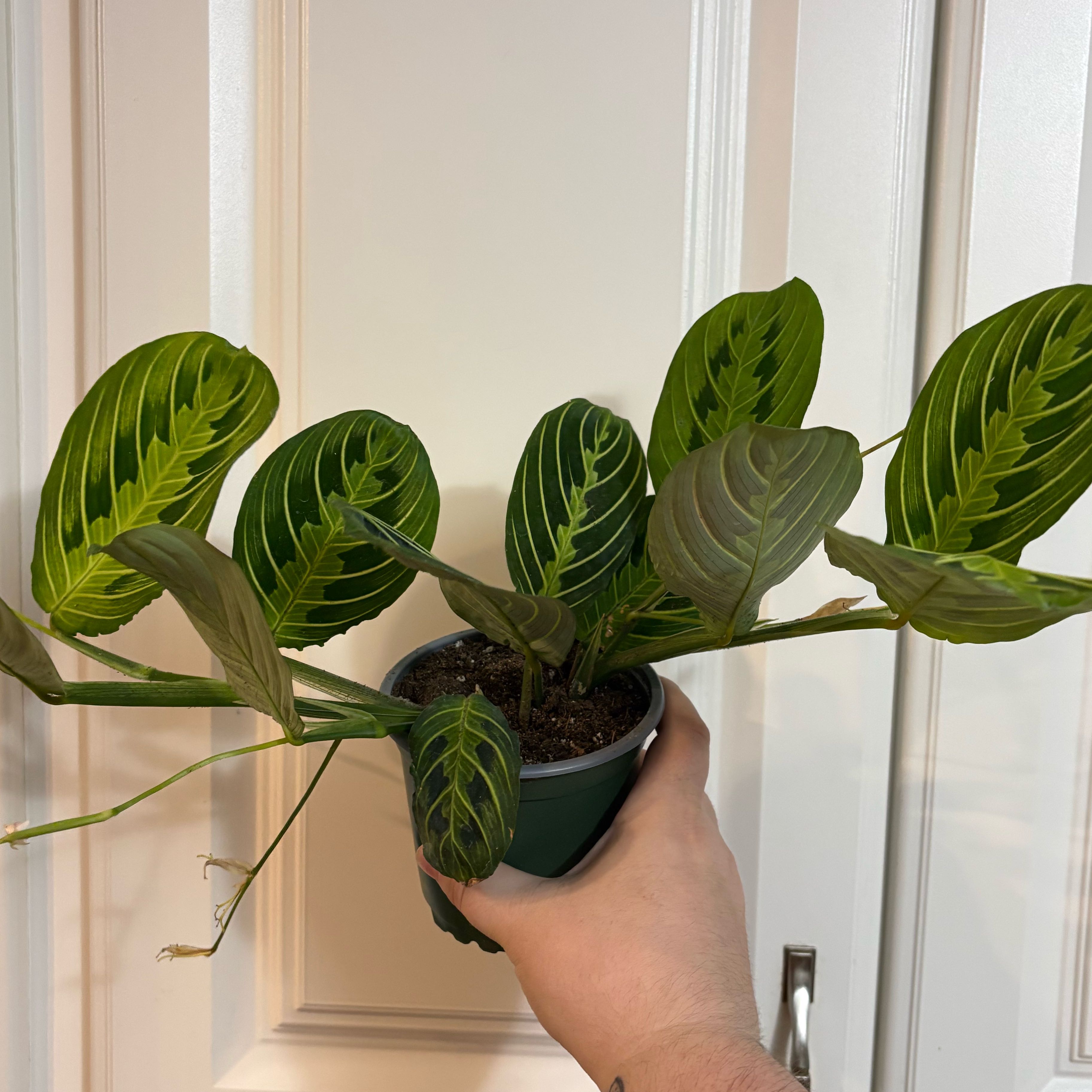 Photo of the plant species Lemon Lime Calathea by @Jellybean573 named LiloStitch on Greg, the plant care app