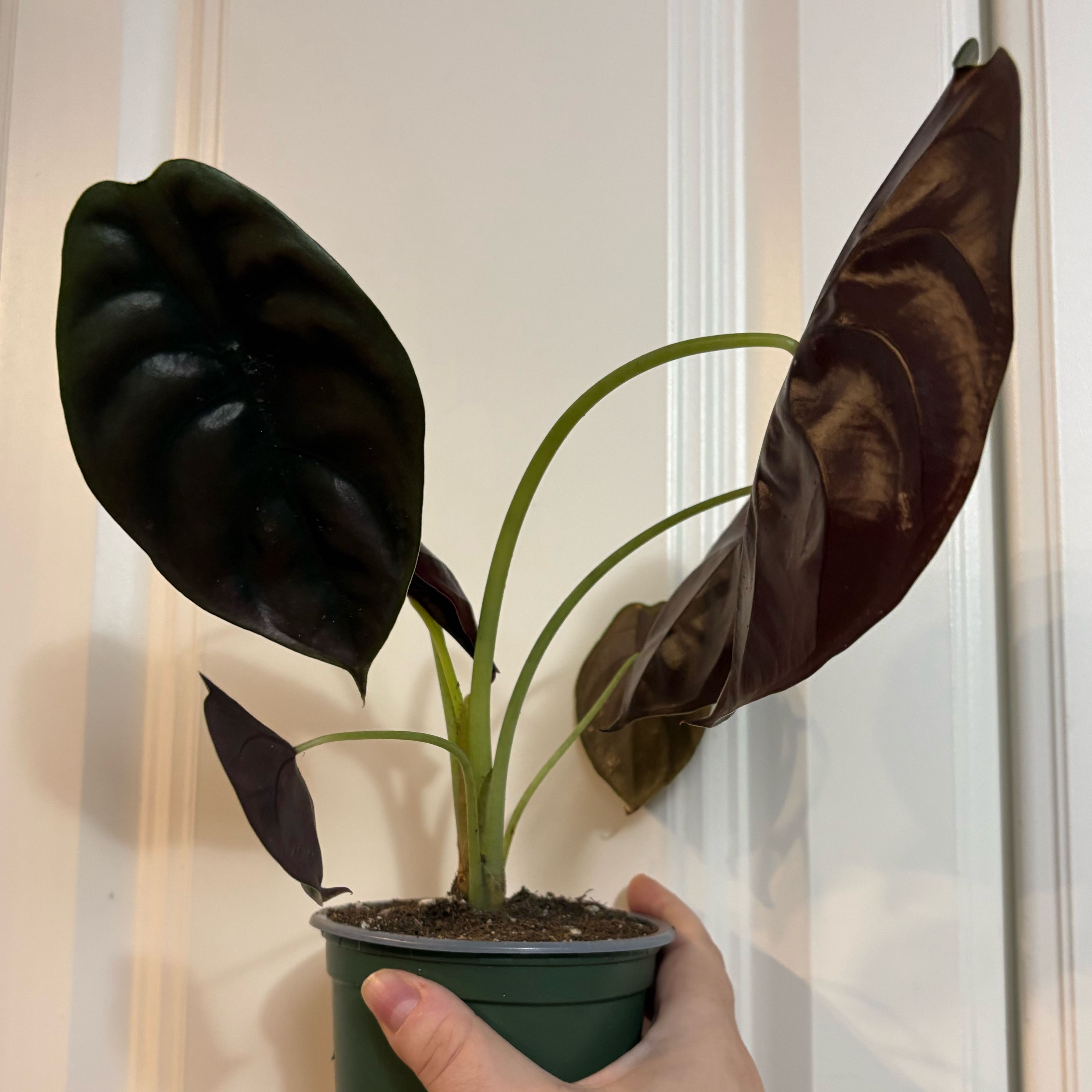 Photo of the plant species Alocasia Cuprea by @Jellybean573 named Bruce Lee on Greg, the plant care app