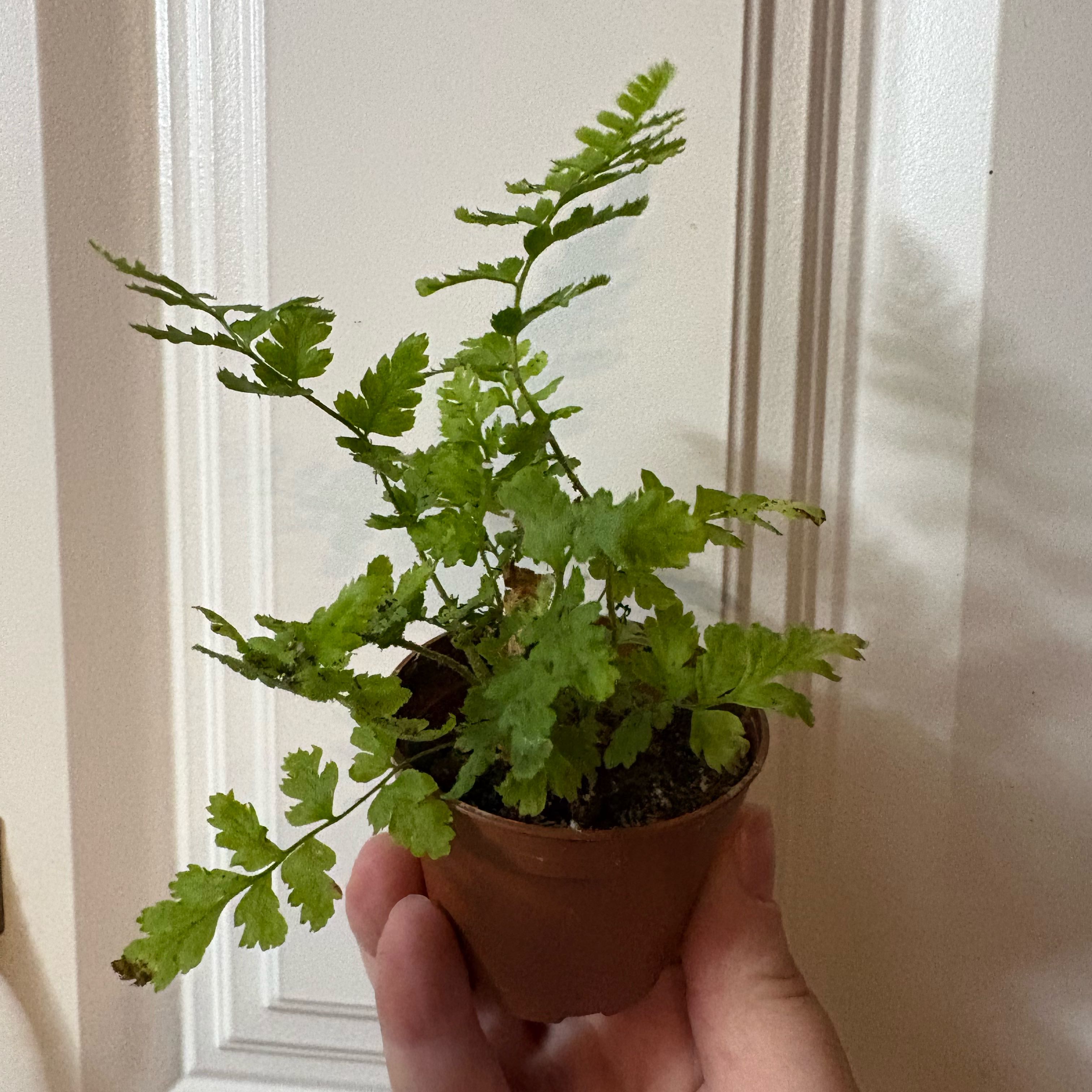 Photo of the plant species Parsley Fern by @Jellybean573 named Taylor Swift on Greg, the plant care app