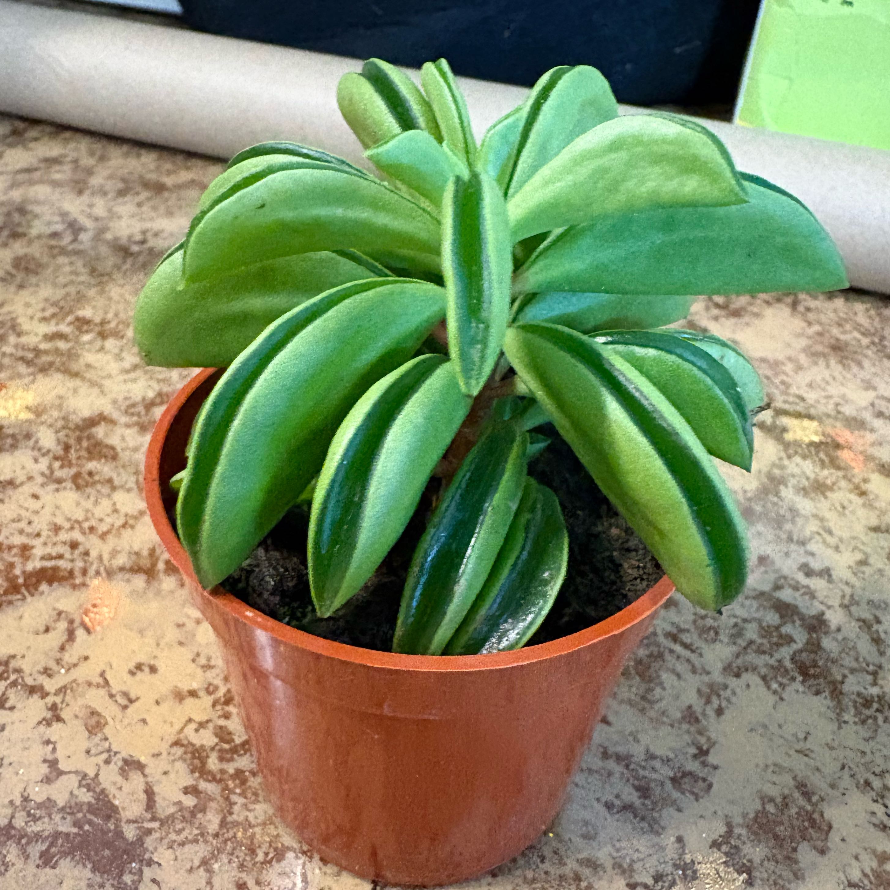 Photo of the plant species Taco Plant by @Jellybean573 named Rosa on Greg, the plant care app