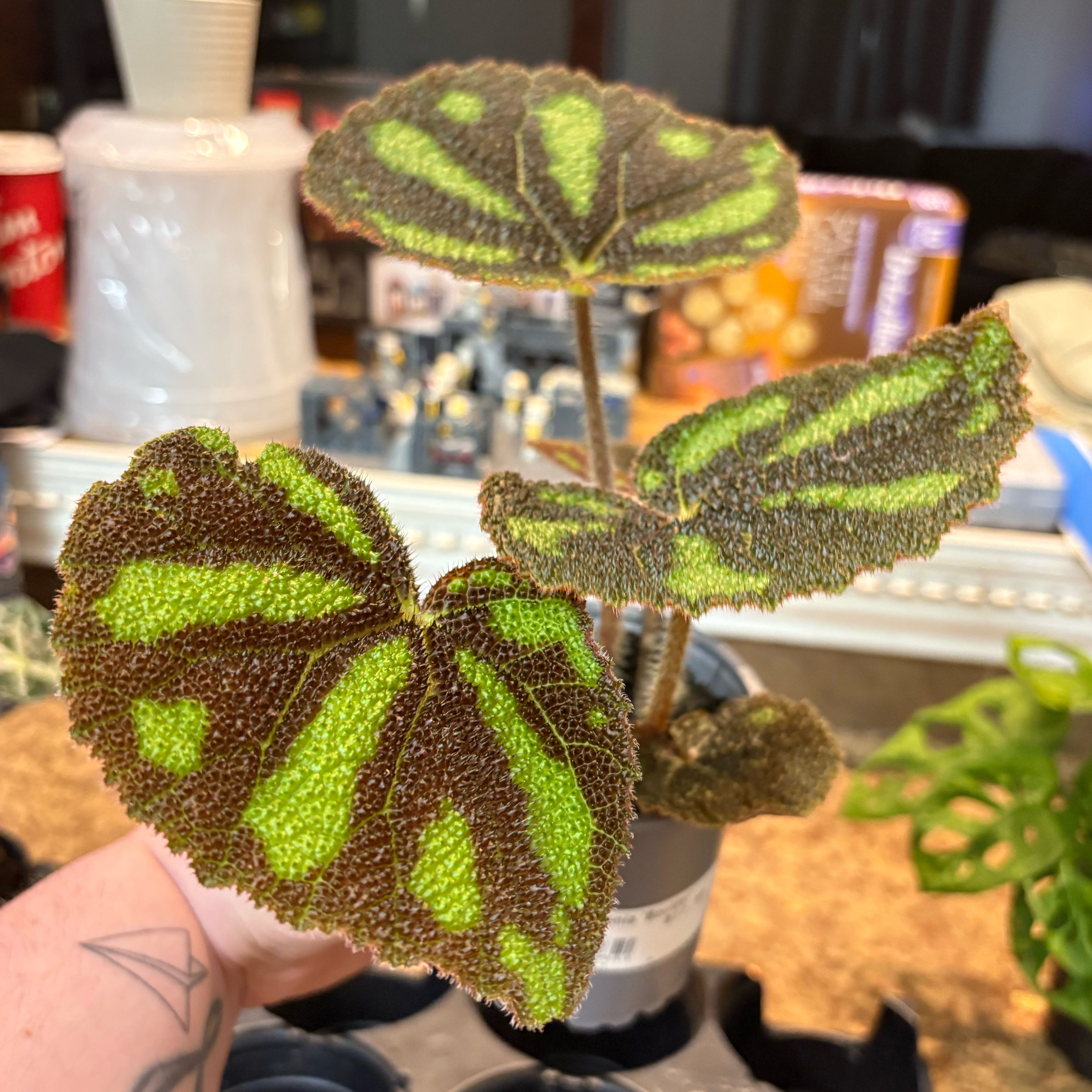 Photo of the plant species Iron Cross Begonia by @Jellybean573 named Rainier on Greg, the plant care app